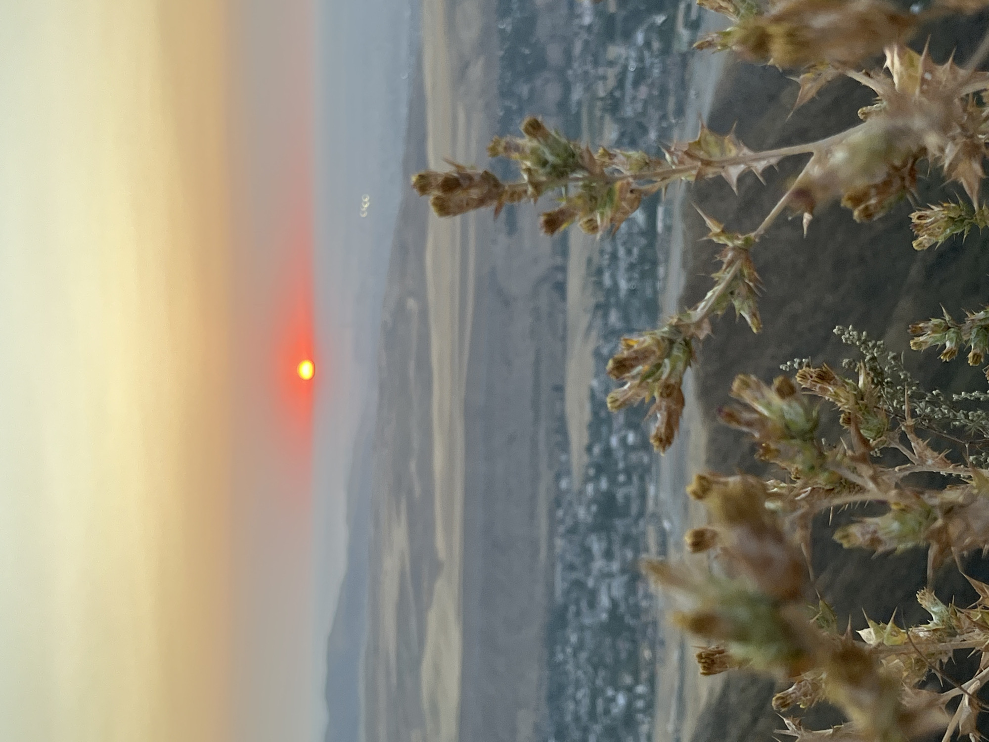 A golden hour sunset over a rural area with a hazy sky. In the foreground, the dry, spiky branches of plants are out of focus. In the middle ground, a town is visible with rows of houses, and in the background, rolling hills are visible. The sun is a small, bright red disc near the horizon, surrounded by a soft orange glow.