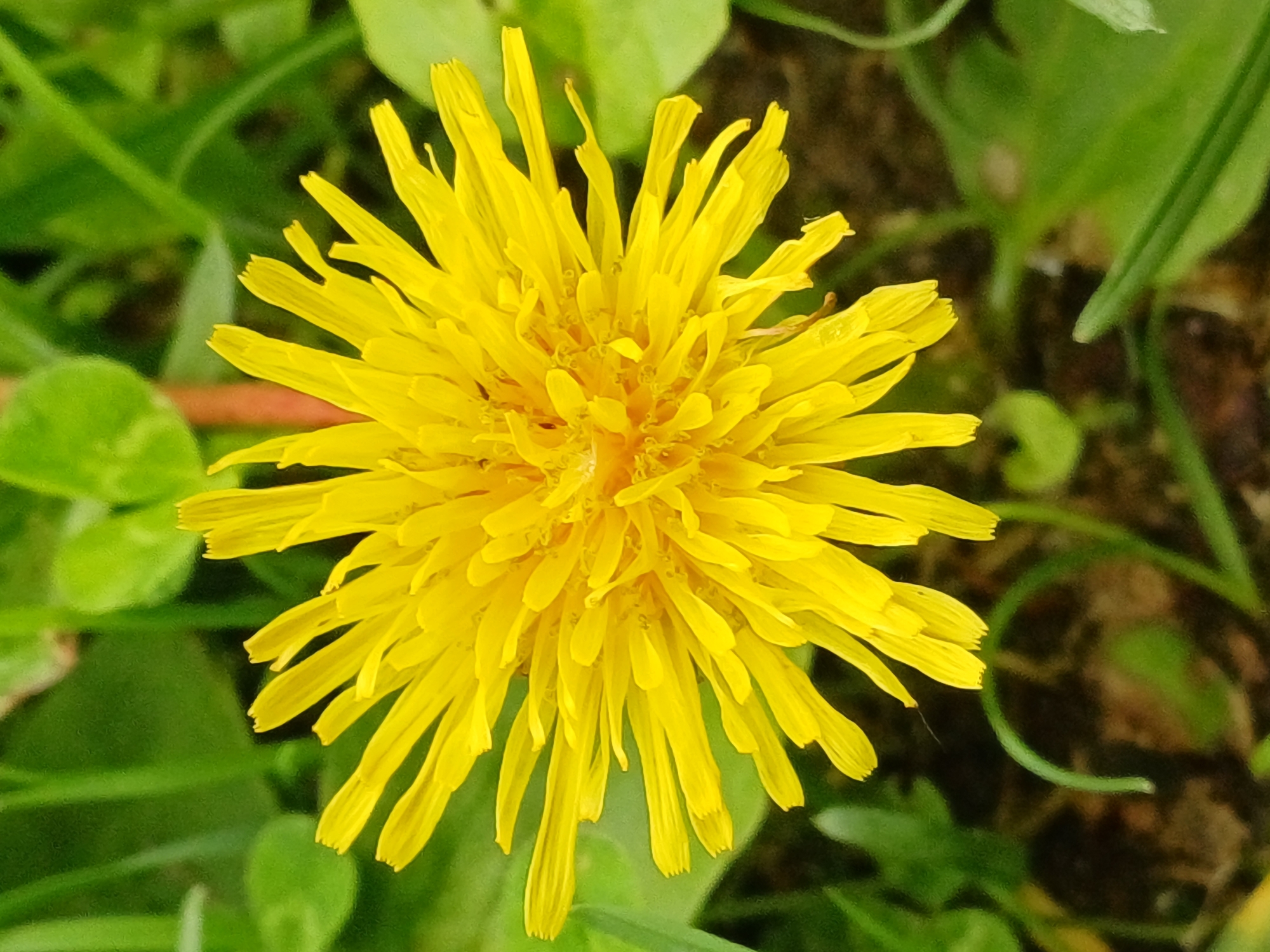 A close-up, top-down view of a bright yellow dandelion flower is captured in a natural outdoor setting. The dandelion, with its numerous ray florets, is the central and dominant subject, filling most of the frame. Its petals are elongated and appear somewhat delicate. The background consists of green foliage, likely grass and leaves, with some blurred areas suggesting it is an out-of-focus background. The lighting appears natural, possibly overcast, as there are no harsh shadows. The overall impression is one of a common wildflower in its natural environment.
This image does not contain any discernible elements that would allow for pinpointing its location within the city of Riga, Latvia. The scene depicts a generic natural environment that could be found in numerous locations.