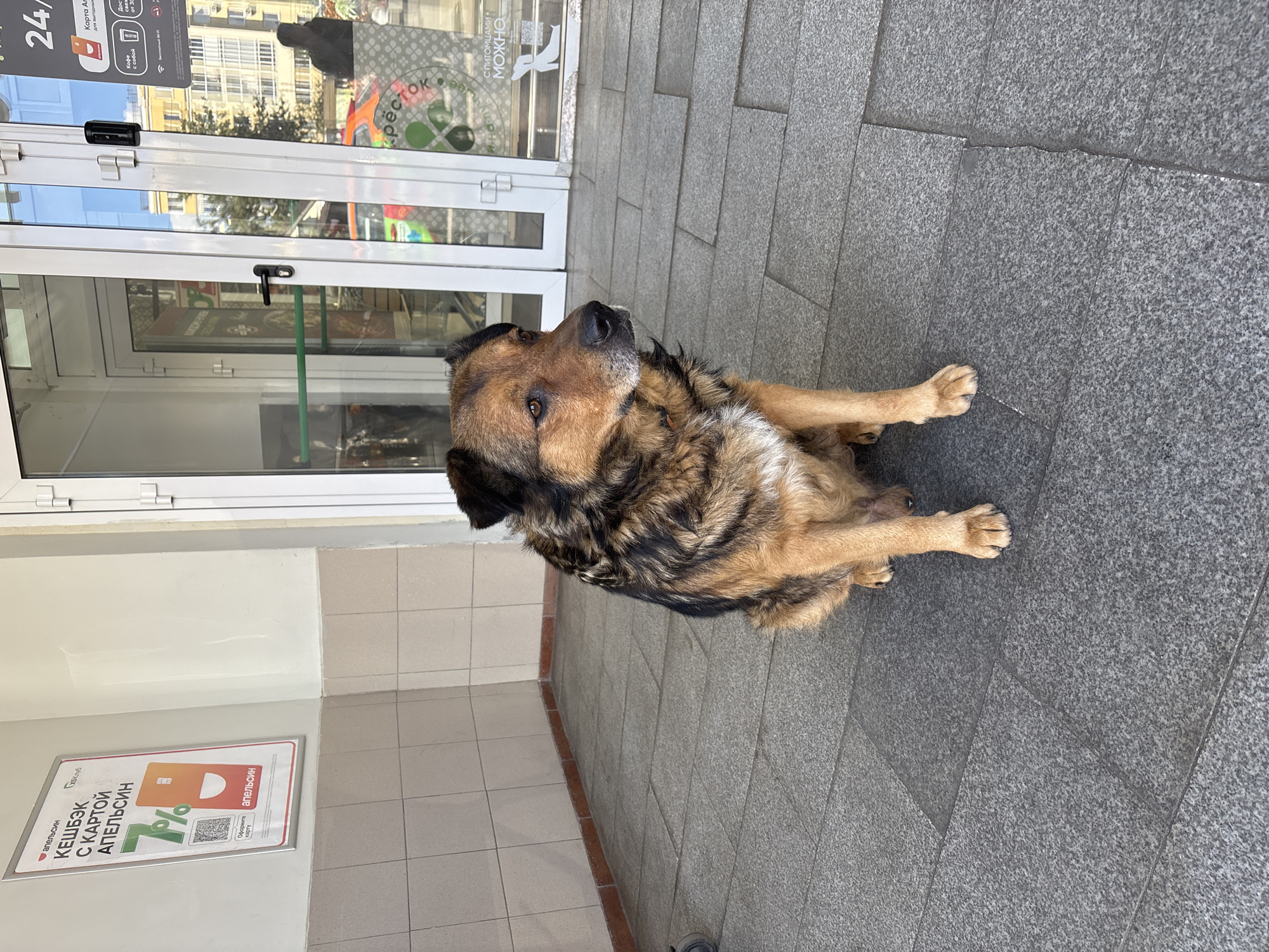 A medium-sized, mixed-breed dog with brown and black fur sits on a gray tiled sidewalk outside a store in Zvenigorod, Russia. The dog is looking to its right. Behind the dog, a glass storefront with white framing is visible. A sign on the wall to the left of the storefront advertises a loyalty card with a 7% cashback offer. The environment appears to be an urban setting with buildings reflected in the store windows.