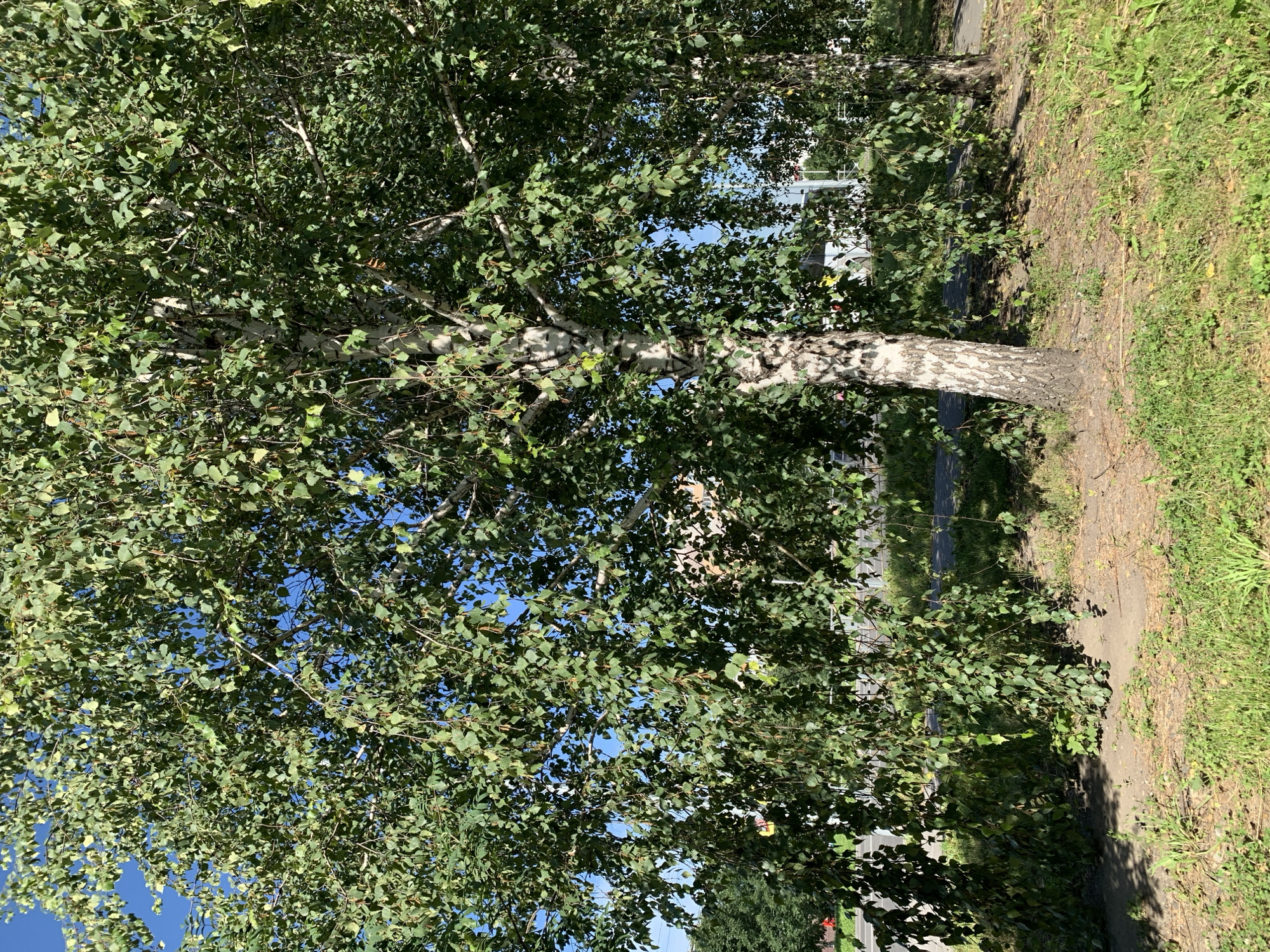 The image depicts a natural scene with two birch trees prominently featured in the foreground. The trees have white bark with dark markings, typical of birch trees. Their branches are laden with green leaves, some of which appear to be hanging down, creating a cascading effect. The ground beneath the trees is a mix of dry soil and green grass. In the background, a paved road is visible, with a sidewalk or pathway running alongside it. Beyond the road, a building with a light-colored facade can be seen, partially obscured by the foliage of the trees. The sky is clear and blue. The overall impression is one of a pleasant, sunny day in a moderately urbanized area. There are no people or animals visible in the image. The location is specified as the city of Prokopyevsk, Russia, suggesting this scene is representative of the natural and urban landscape of that region.