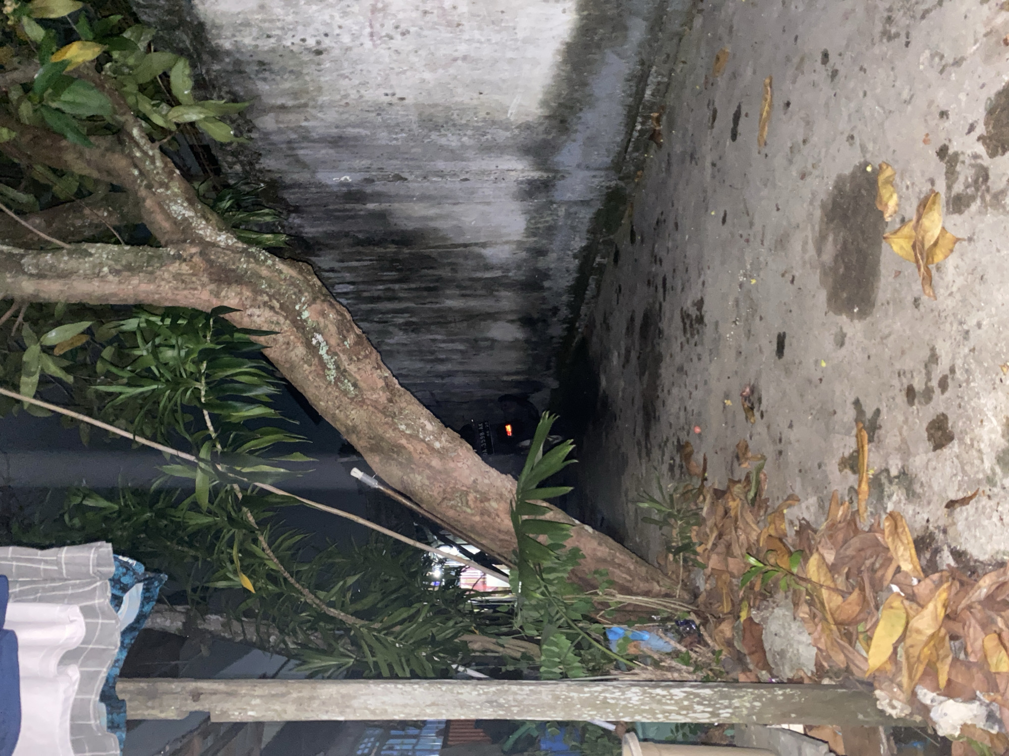 An outdoor alleyway at night is pictured in Banjarmasin, Indonesia. A large tree trunk leans over the concrete ground, its branches covered in green leaves. Dried brown leaves are scattered across the ground. A weathered concrete wall runs along the right side of the alley. A vehicle with illuminated taillights is visible in the distance. The overall scene is dimly lit, with hints of artificial light sources in the background.