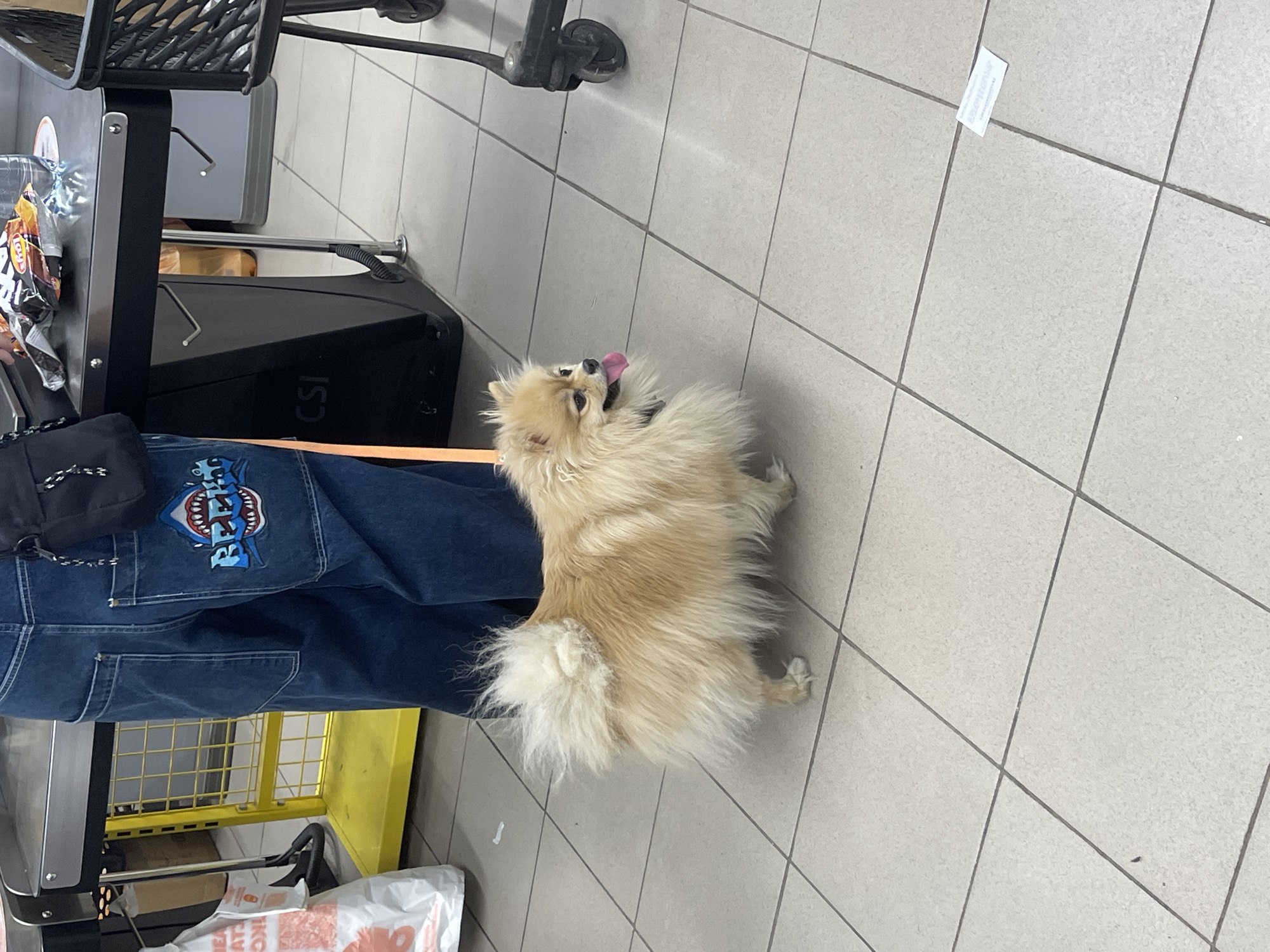 An undated, eye-level, medium shot captures a light brown Pomeranian dog with a fluffy tail and open mouth, panting. The dog is standing on a tiled floor, facing right. Behind the dog, the lower half of a person wearing baggy denim jeans with a blue shark patch on the right pocket is visible. The person is standing next to a black counter with silver trim, which has bags of snacks and a plastic bottle of water on top. A black shopping cart with wheels is partially visible on the right side of the frame. The background shows a yellow cart with a metal grid. The scene appears to be indoors, possibly at a retail checkout area.
