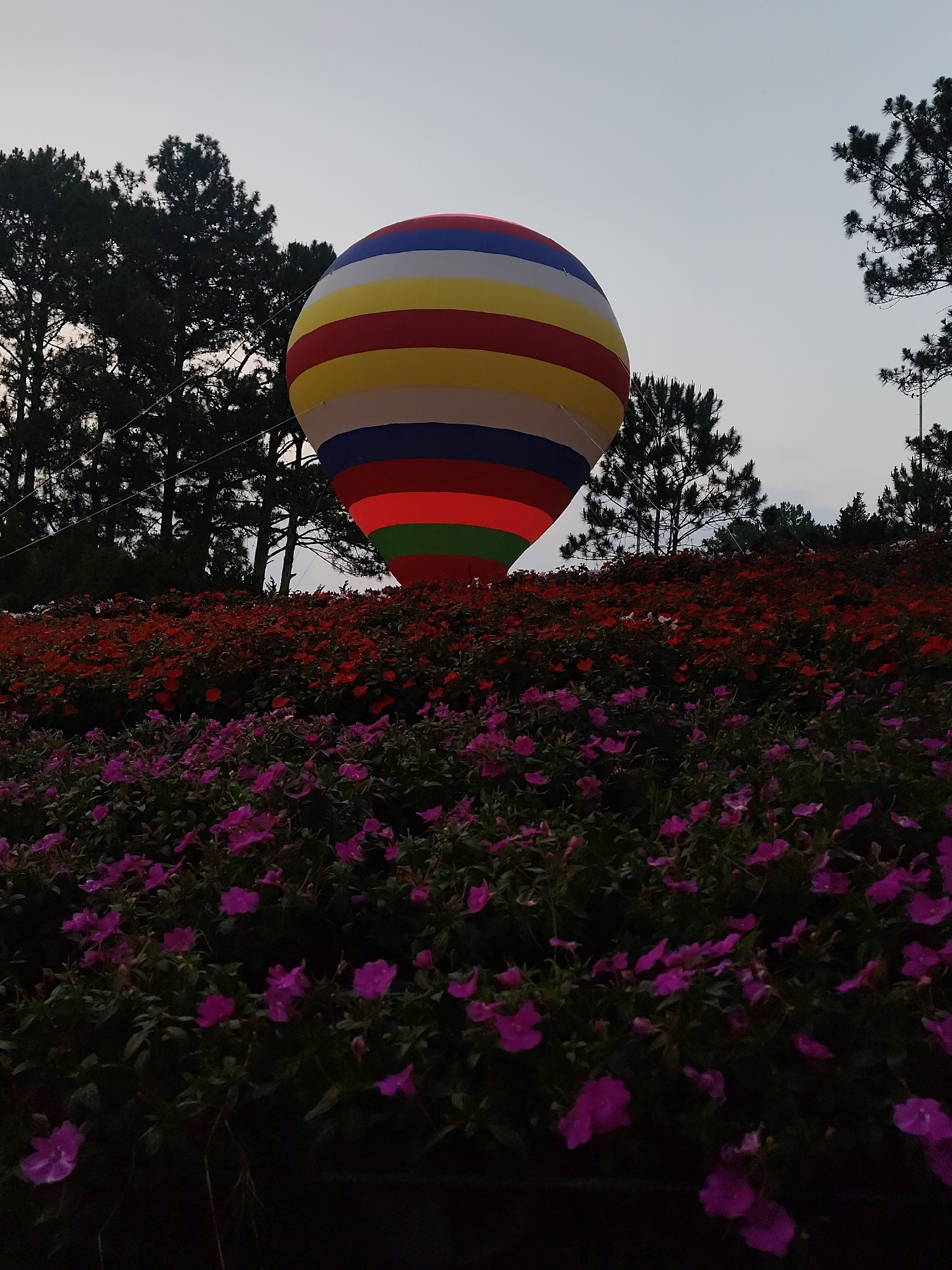 This image depicts an illuminated, multi-colored hot air balloon replica positioned in a garden within Da Lat, Vietnam, under low light conditions, indicative of dusk or early night. The large, spherical balloon, prominent in the upper-center, displays horizontal stripes of color: light blue, white, yellow, red, dark blue, white, yellow, red, and a brightly glowing green band at its lowest visible section. It is silhouetted against a pale grey sky and dark, coniferous trees. The foreground consists of dense flower beds, with purple flowers occupying the lower section and a mass of red flowers visible behind them. Faint horizontal lines, possibly guy wires, traverse the sky in the background. No individuals are present in the scene.