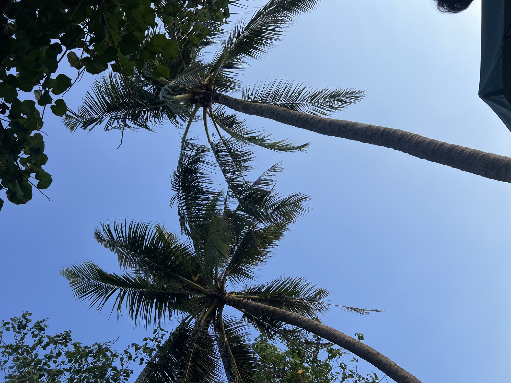 Two tall palm trees are silhouetted against a clear blue sky in Kuta, Indonesia. The fronds of the trees reach upwards, with some leaves from other trees visible at the top edges of the frame. In the bottom right corner, a portion of a dark green tent or awning is visible, along with a person's dark hair. The perspective is looking up from below the trees.