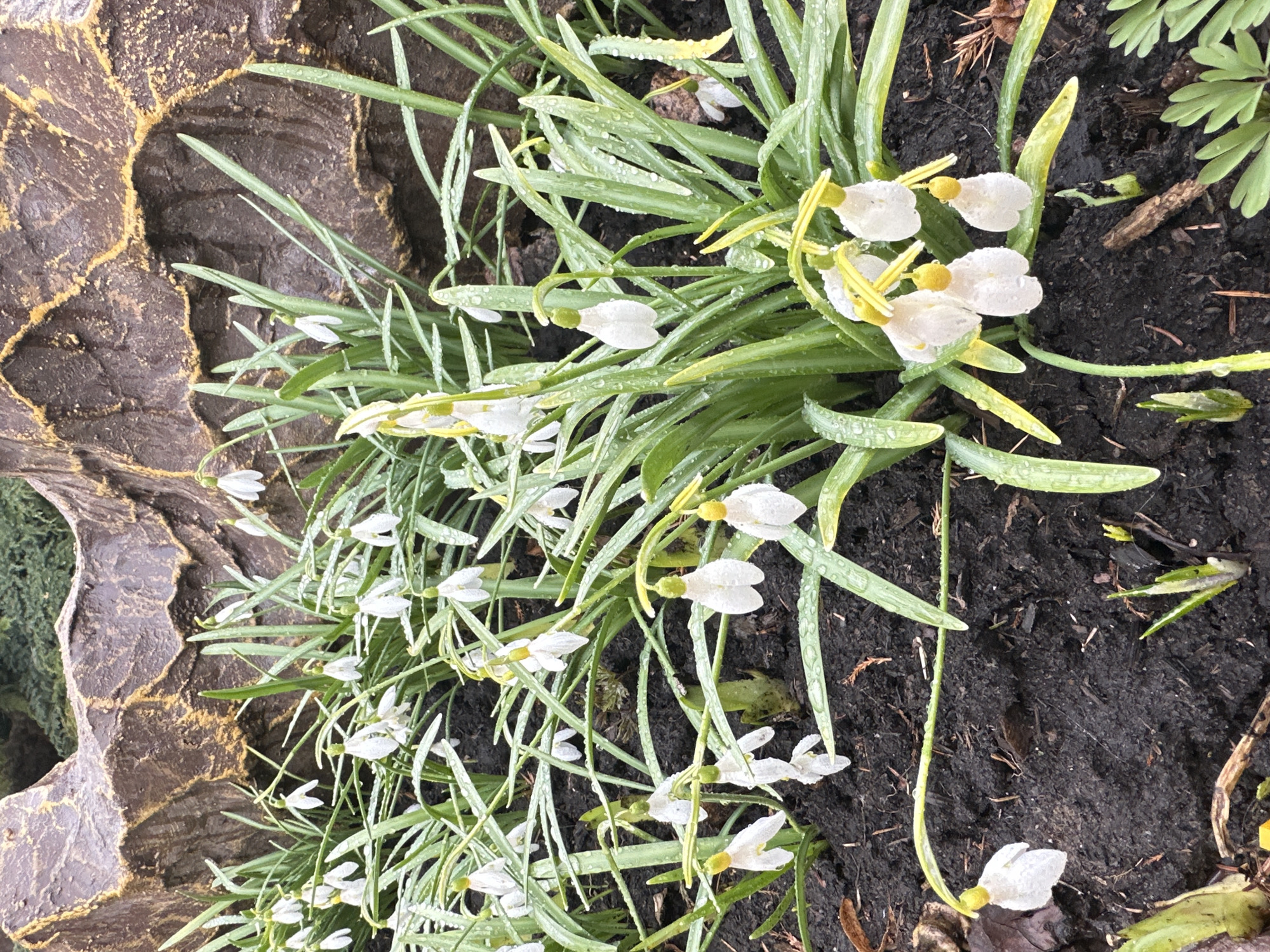 The image shows a patch of snowdrop flowers growing in soil next to a textured, brown and gold-colored stone structure. The snowdrops have slender green leaves and delicate white, bell-shaped flowers with yellow centers. Water droplets are visible on the leaves and petals, suggesting recent rain or dew. The soil is dark and damp. The overall scene suggests a garden or natural area, possibly in Izhevsk, Russia.
