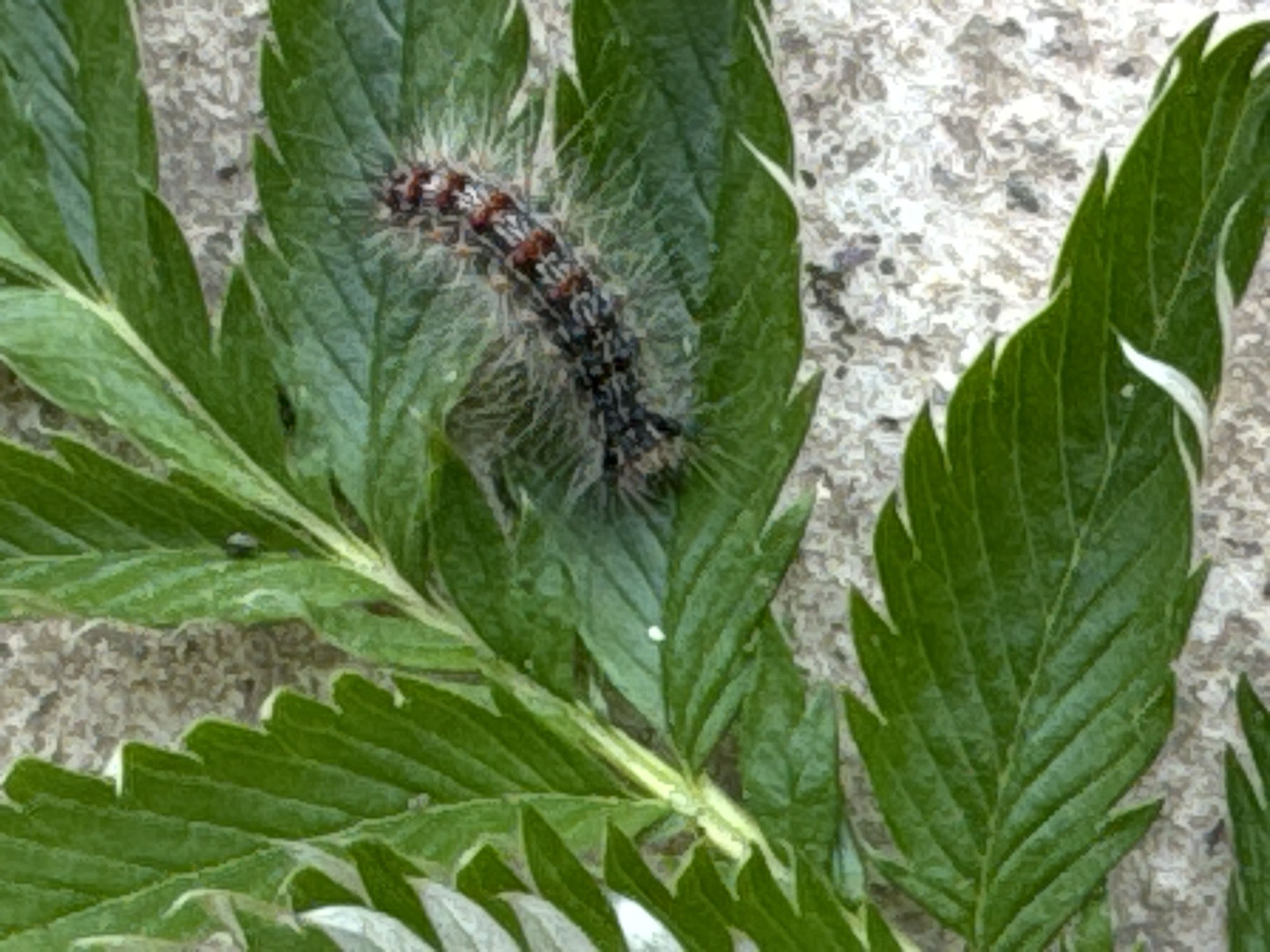A caterpillar with a dark body, reddish-brown markings, and white fuzzy hairs is resting on a green leaf. The leaf has serrated edges and appears to be part of a plant with multiple leaves. The background is a textured, speckled surface, possibly stone or concrete. The image is a close-up shot, with the caterpillar being the central subject. There is no indication of the location being in Солонешное, Russia, or any other specific city.