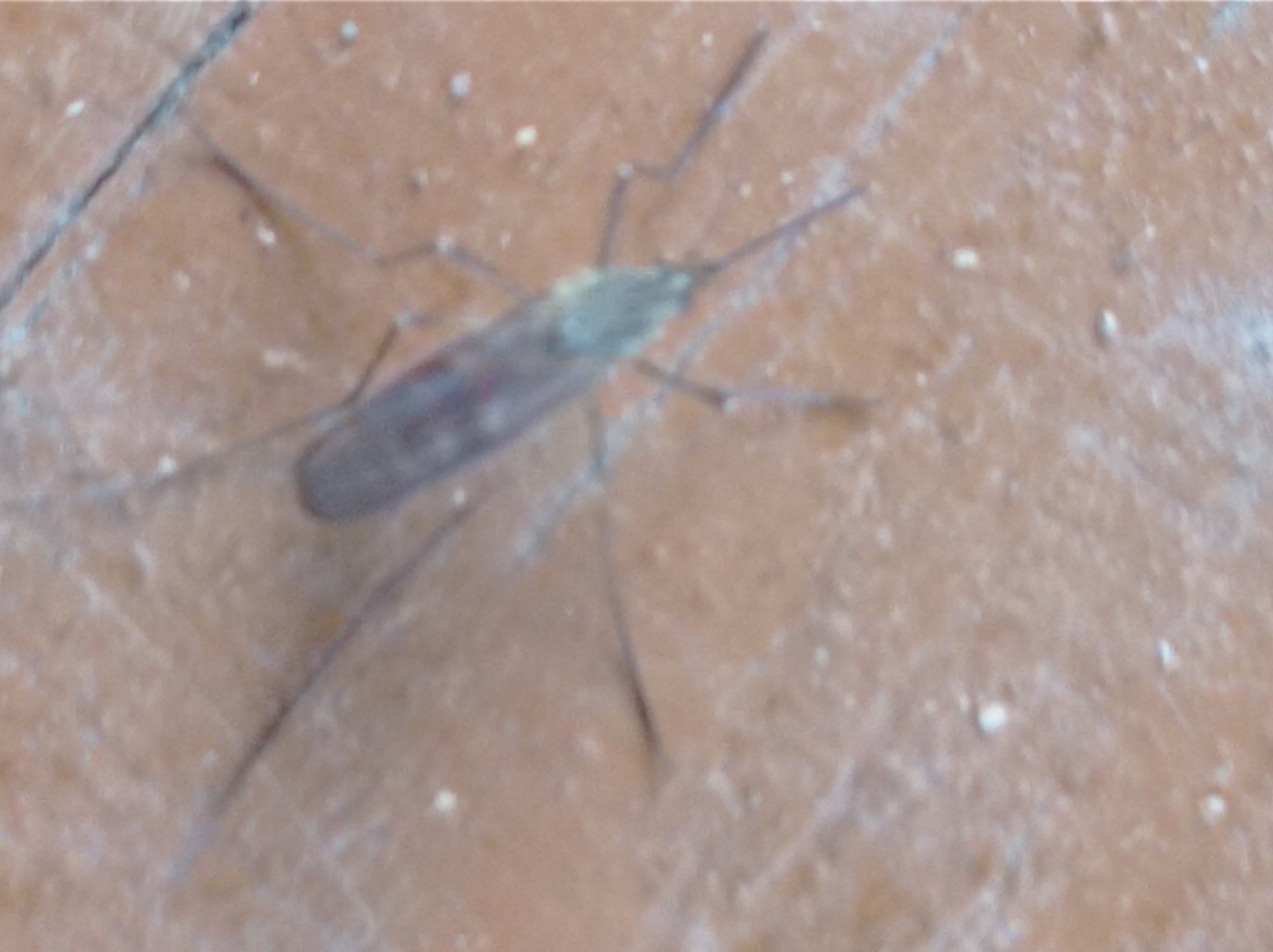 A close-up, slightly blurry photograph captures a mosquito resting on a textured, brown surface that appears to be either dirt or a rough-hewn material. The mosquito, with its elongated body and delicate legs, is positioned centrally in the frame. The surface is speckled with small white particles, possibly dust or debris. Thin, dark lines, possibly cracks or veins in the material, are visible on the surface. The lighting is somewhat diffused, creating soft shadows and highlighting the texture of the ground and the insect. The image does not depict any specific urban features or identifiable landmarks that would allow for localization within the city of Degtyarsk, Russia.