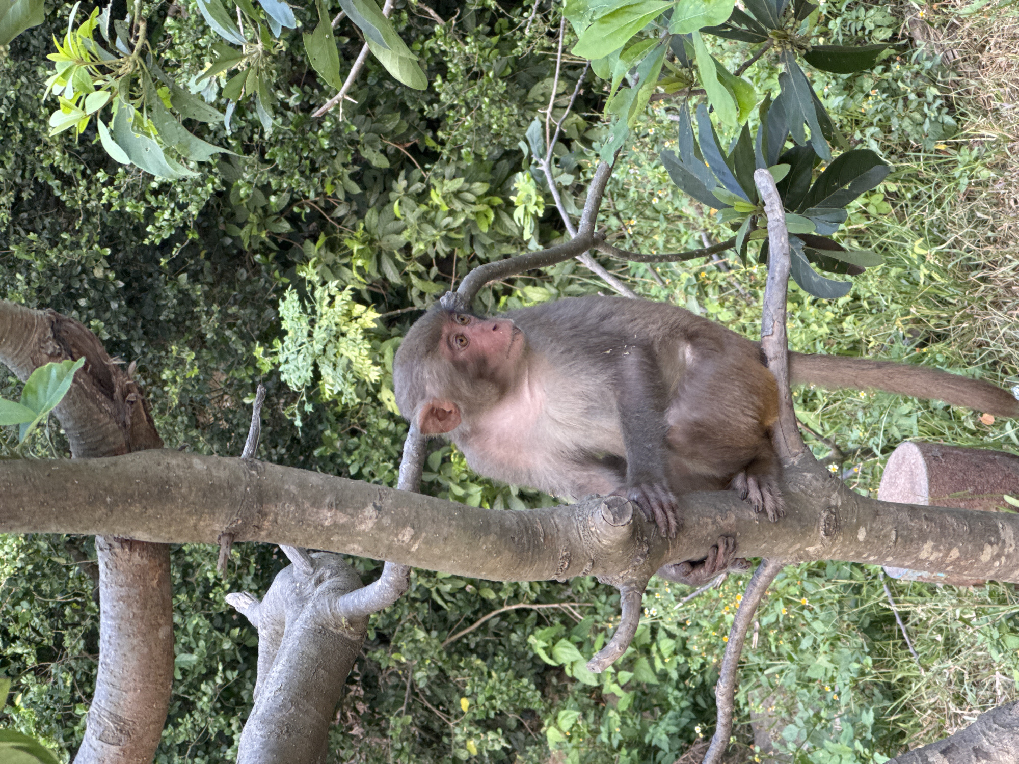 A monkey is perched on a tree branch. The monkey is light brown with a pinkish face. The background consists of green foliage. The location of the scene is not identifiable in the image.