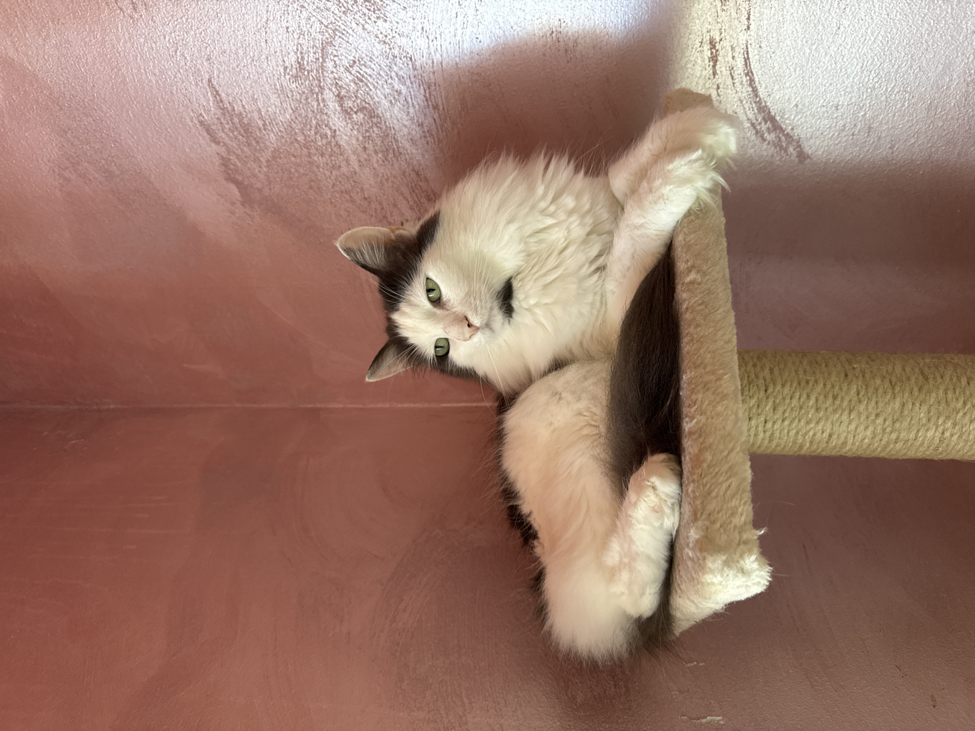 A medium-shot depicts a white and gray cat hanging upside down on a scratching post against a pink-hued wall. The cat's paws are wrapped around the post. The cat has green eyes and a black marking on its face. The post is wrapped in a light-colored, possibly beige or tan, rope. The background wall is a uniform color, likely a wall inside a building, but its texture is not smooth. The setting appears to be indoors. There is no visible information about the location in Elhovo, Bulgaria.