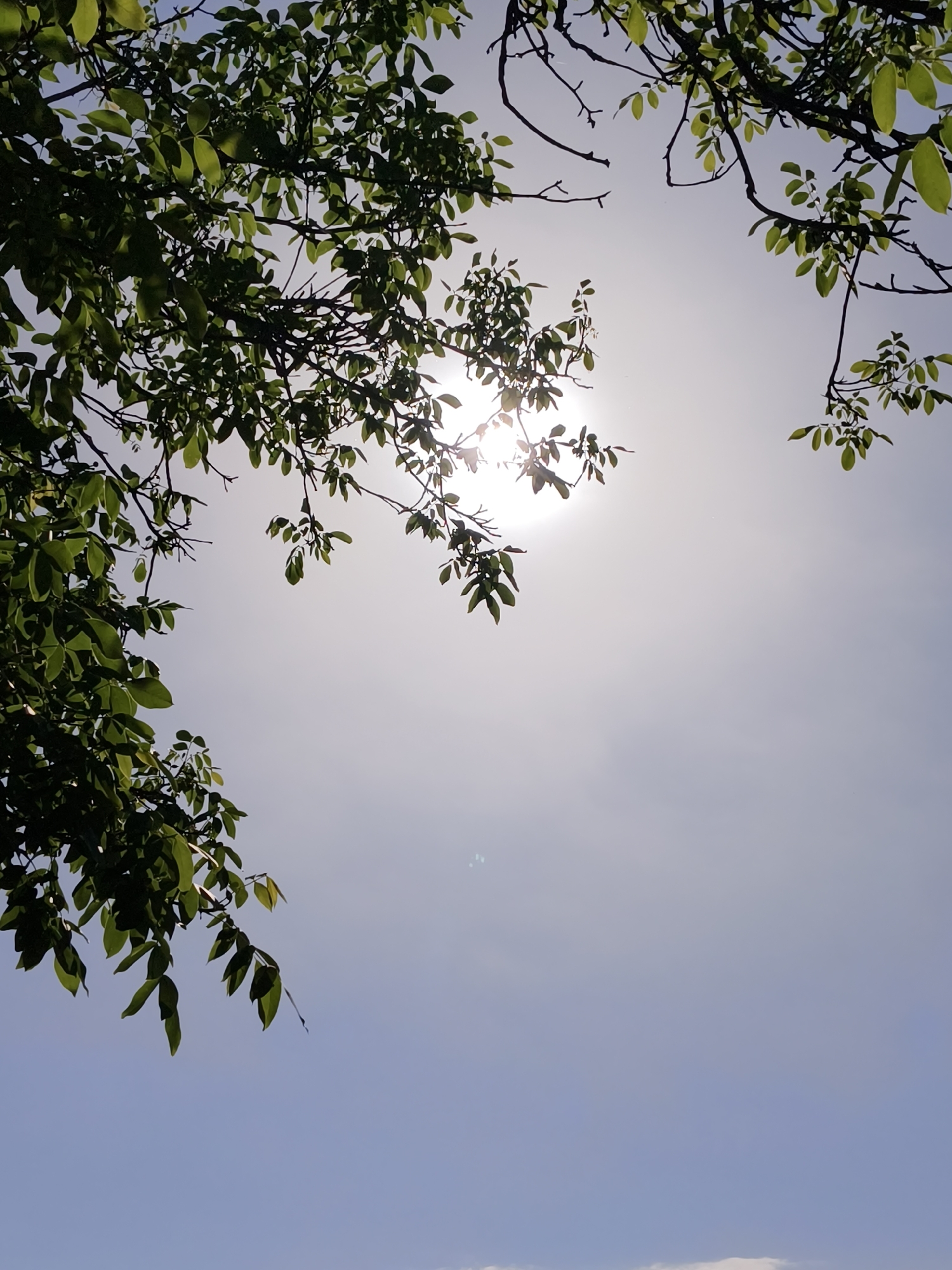 The image depicts a view of the sky framed by tree branches and leaves. The sky is a gradient of light blue, fading to a brighter, almost white area in the center where the sun is located. The leaves are green and appear to be from a deciduous tree. The branches are dark and contrast with the sky. The image suggests a clear, sunny day. There is no evidence that this image was taken in the city of Kryvyi Rih, Ukraine. There is no indication of people, objects, or actions. The environment is limited to the sky and the foliage of a tree.
