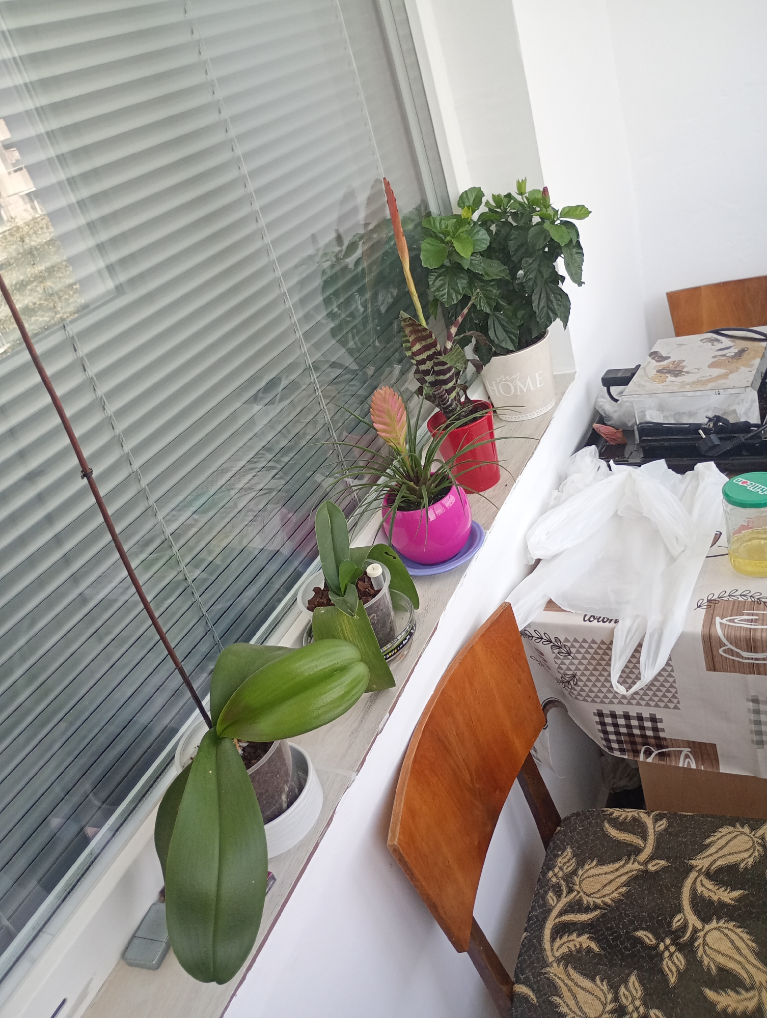 The image captures an indoor scene, likely a windowsill or ledge, in Burgas, Bulgaria. Several potted plants are arranged near a window covered by horizontal blinds. On the left, a phalaenopsis orchid with large green leaves is in a white pot, with its long flower stem extending upwards. Next to it, a vibrant pink pot holds a bromeliad with striped leaves and a pink flower spike. Behind this, a red pot contains a plant with dark green leaves and a developing flower bud. Further back, a light beige pot displays a plant with glossy green leaves, possibly a hibiscus, also showing a bud. The window itself reflects an outdoor scene, suggesting it overlooks a building and possibly some greenery. On the right side of the image, a table is partially visible, covered with a patterned tablecloth. A white plastic bag is placed on the table, along with a jar containing yellow liquid and a green lid. A wooden chair with an ornate patterned seat is positioned next to the table. The overall impression is of a well-lit domestic space with a focus on houseplants.