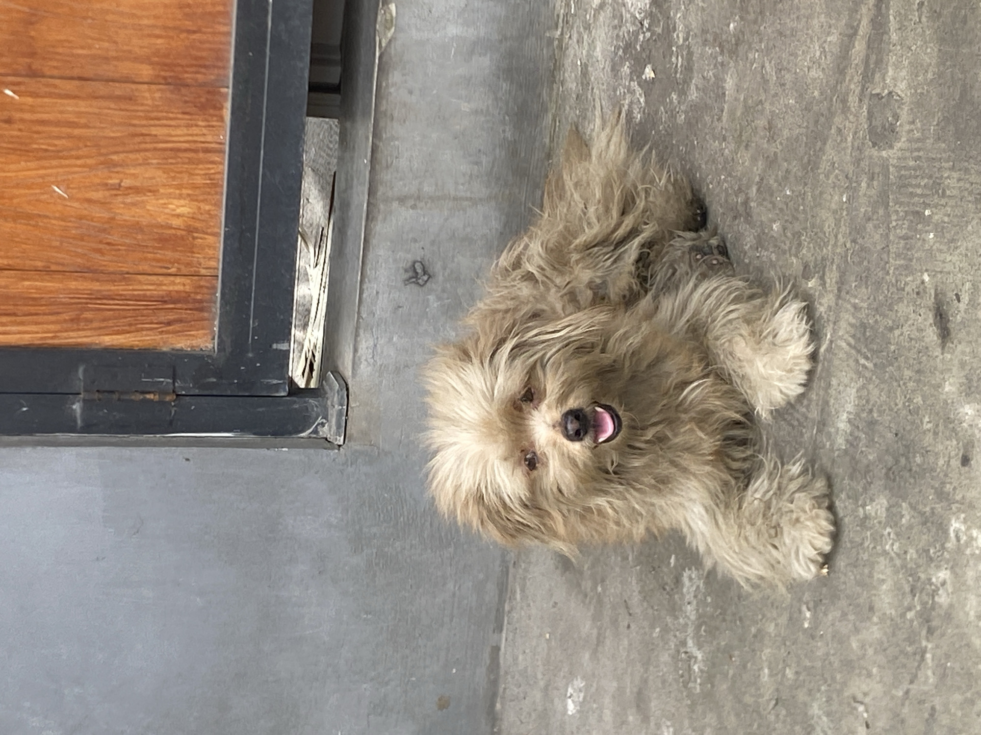 A shaggy, light brown dog with its mouth open, panting, lies on a concrete surface in front of a dark metal gate with a wooden panel. The dog is positioned in the lower center of the frame, facing slightly to the left. Its fur is matted and appears somewhat dirty. The background consists of a gray wall to the left of the gate and the wooden panel of the gate to the right. The concrete surface shows some wear and tear, with small specks of debris. The overall scene appears to be an outdoor area, potentially a driveway or pathway, in Mengwi, Indonesia.