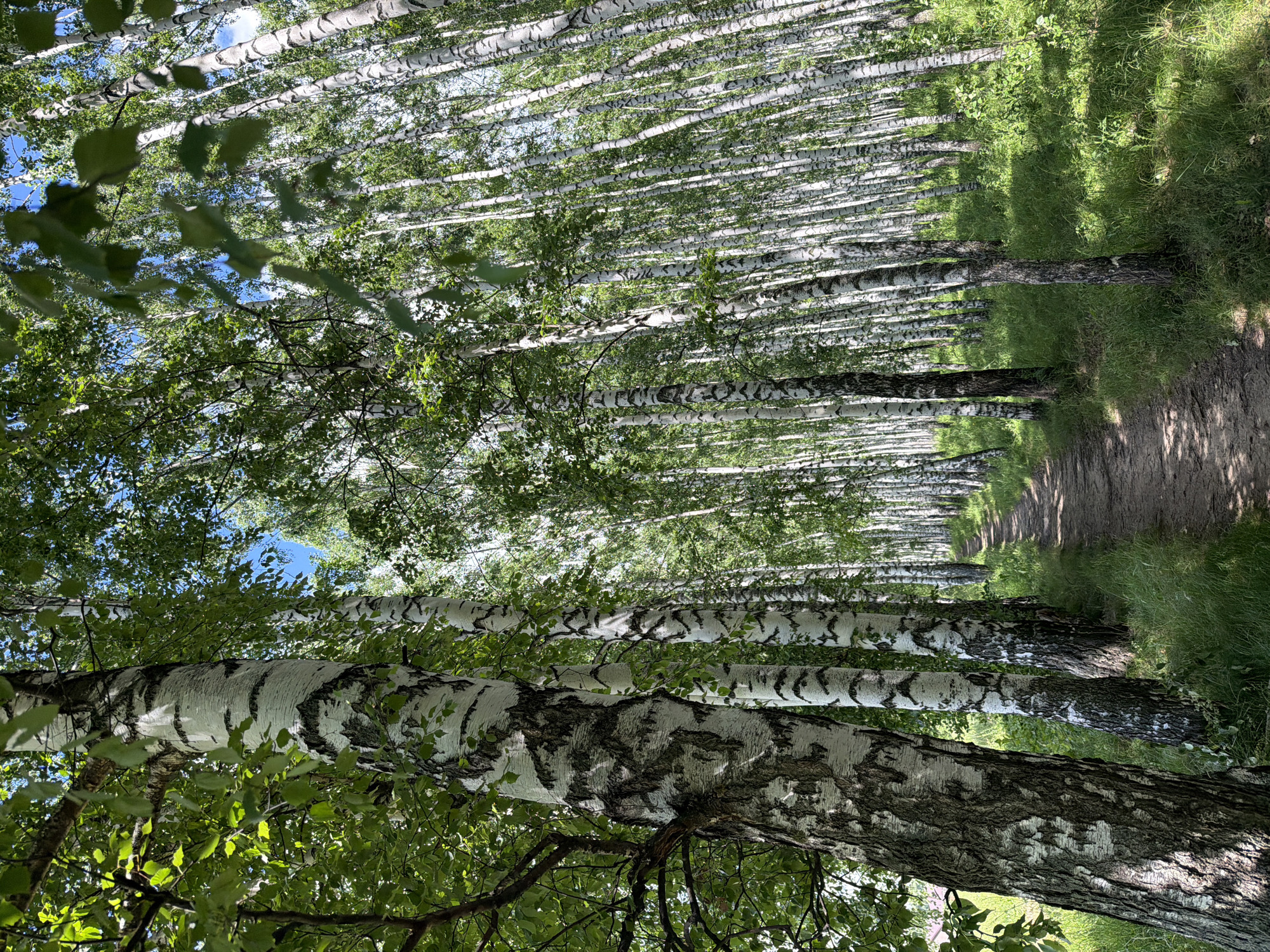 This media file captures a serene natural scene of a birch forest in Kazan, Russia. The photograph is oriented vertically, showcasing a perspective looking upwards and into the dense canopy of white-barked birch trees. The sunlight filters through the green leaves, dappling the forest floor and creating a sense of depth and tranquility.
The primary subjects are the numerous birch trees, characterized by their distinctive white bark with dark, irregular markings. They stand in neat rows, forming a natural corridor or an avenue. A dirt path is visible on the right side of the frame, bordered by lush green grass, suggesting a well-traveled trail within the forest. The foliage is vibrant and full, indicating it is likely springtime or summer. The sky, visible in patches through the leaves, appears to be a clear blue.
No people or specific objects are discernible in the frame, emphasizing the natural and undisturbed setting. The image evokes a feeling of peace and quiet, typical of a walk through a sun-dappled forest. The lighting suggests it is daytime, with the sun casting shadows that add texture and dimension to the scene. The specific location in Kazan, Russia, provides a geographical context, placing this picturesque forest within the broader landscape of the region. No text is visible in the image.
