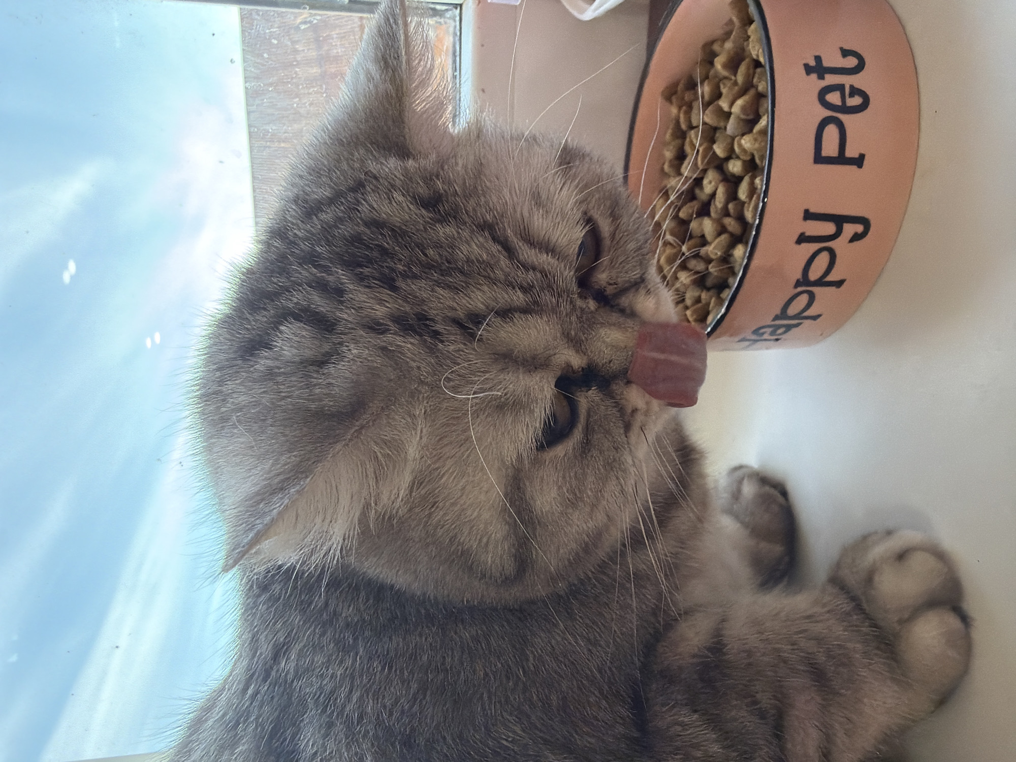 A grey tabby cat is captured in a close-up, vertically oriented photograph. The cat, appearing to be an Exotic or British Shorthair with dense fur and a somewhat flattened face, is positioned indoors, likely on a windowsill or counter, with a bright, clear sky visible through a window to its left. This indicates it is daytime with sunny weather.
The cat is lying down, with its head turned towards a peach-colored pet bowl filled with dry cat food (kibble). Its tongue is slightly extended, suggesting it is in the process of licking its lips after eating, or anticipating a meal. The words "Happy Pet" are clearly visible in black, stylized font on the side of the bowl. The cat's expression appears content and focused on the food. The location context is Chaikovsky, Russia.