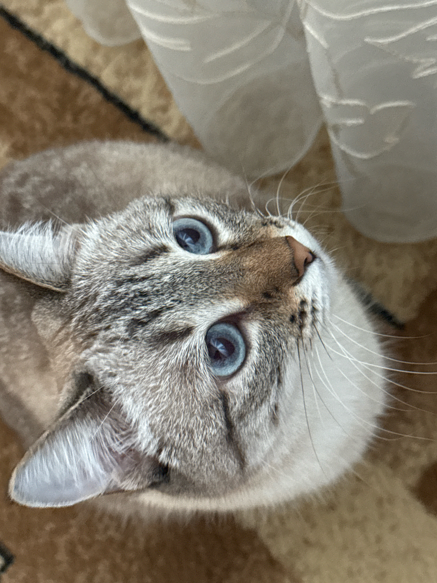 This is a close-up, top-down shot of a tabby cat with striking blue eyes. The cat's fur is a mix of grey, white, and brown, with distinctive tabby markings on its face and ears. The cat is looking upwards, its gaze directed just out of frame. The background appears to be a carpet with a brown and beige pattern. To the right of the cat, there are out-of-focus white, translucent objects, possibly curtains or blinds. There is no discernible information about the city of Ufa, Russia, or any specific urban environment in the image. The scene is domestic and focused entirely on the cat.