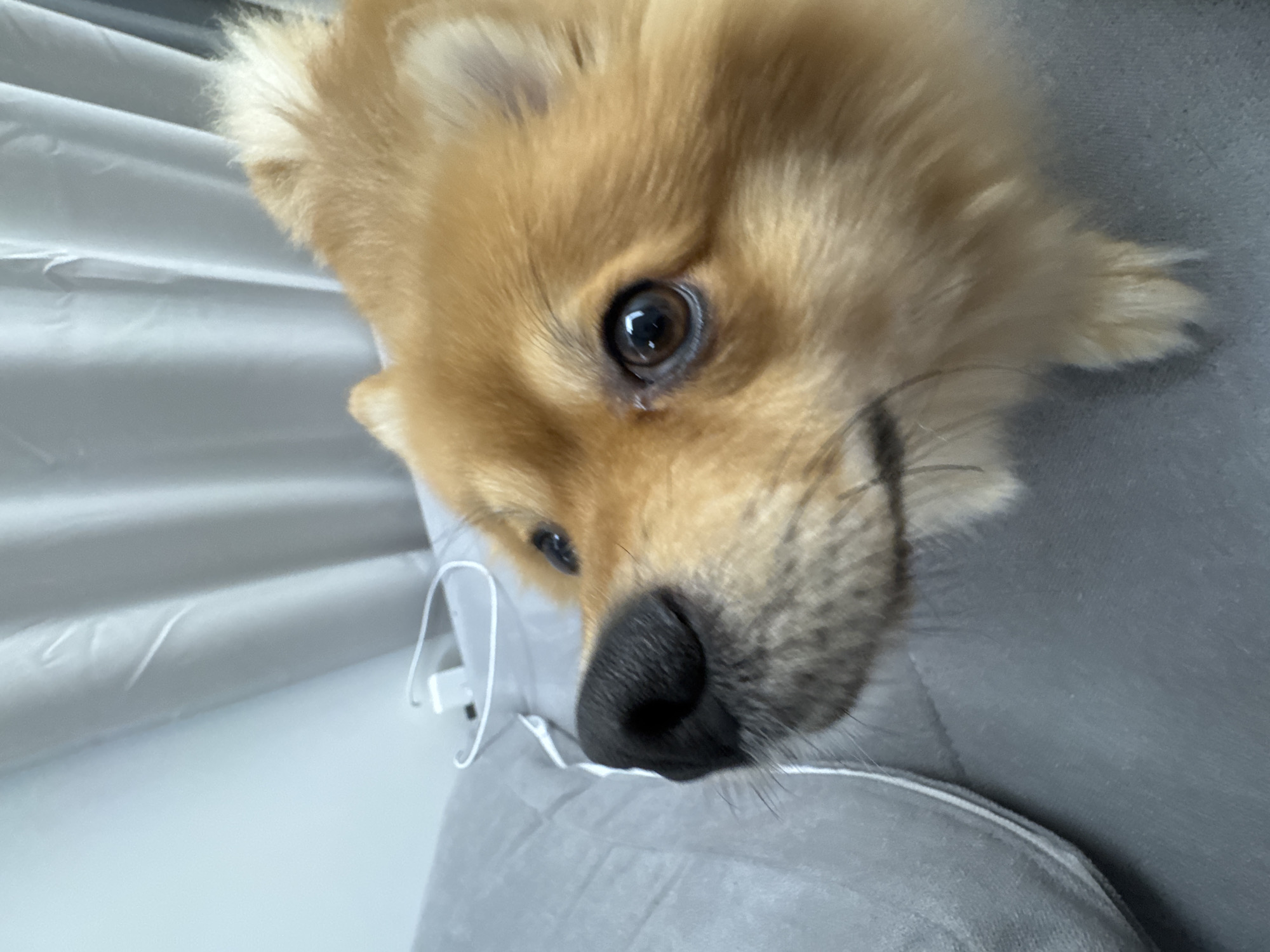 A close-up, eye-level indoor shot features a light brown, fluffy domestic dog, likely a Pomeranian, positioned in the foreground. The dog's left eye, dark and round with a visible reflection, is prominent, as is its black, textured nose pointed towards the upper left. The dog is situated on a grey, textured fabric surface, possibly a sofa or bed. In the background, a light-colored, vertically pleated curtain is visible. A white power adapter and a white charging cable are present on the grey surface behind the dog's head. No human subjects are visible. The specific location within Sofia, Bulgaria, cannot be determined from the visual evidence presented in the image.