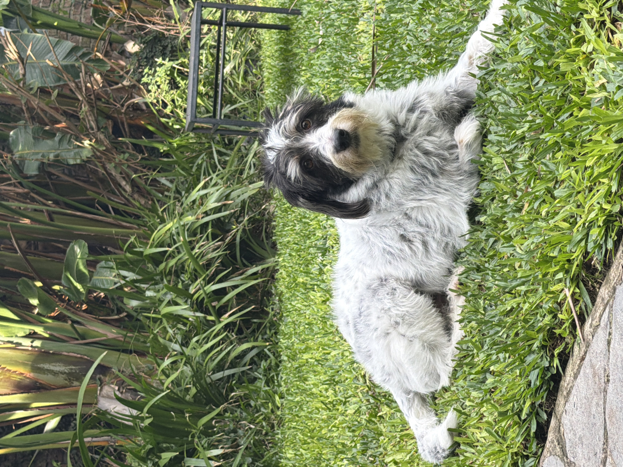 The image shows a medium-sized, furry dog lying on its side in a patch of green grass. The dog has black and white markings, with a predominantly white body and black patches around its eyes and ears. It's looking directly at the camera. To the left of the dog is a dense area of tropical plants, including palm-like foliage. There is a dark, metal chair or table frame visible behind the dog. A stone surface is visible to the right of the dog. The location is likely Vicente López, Argentina.