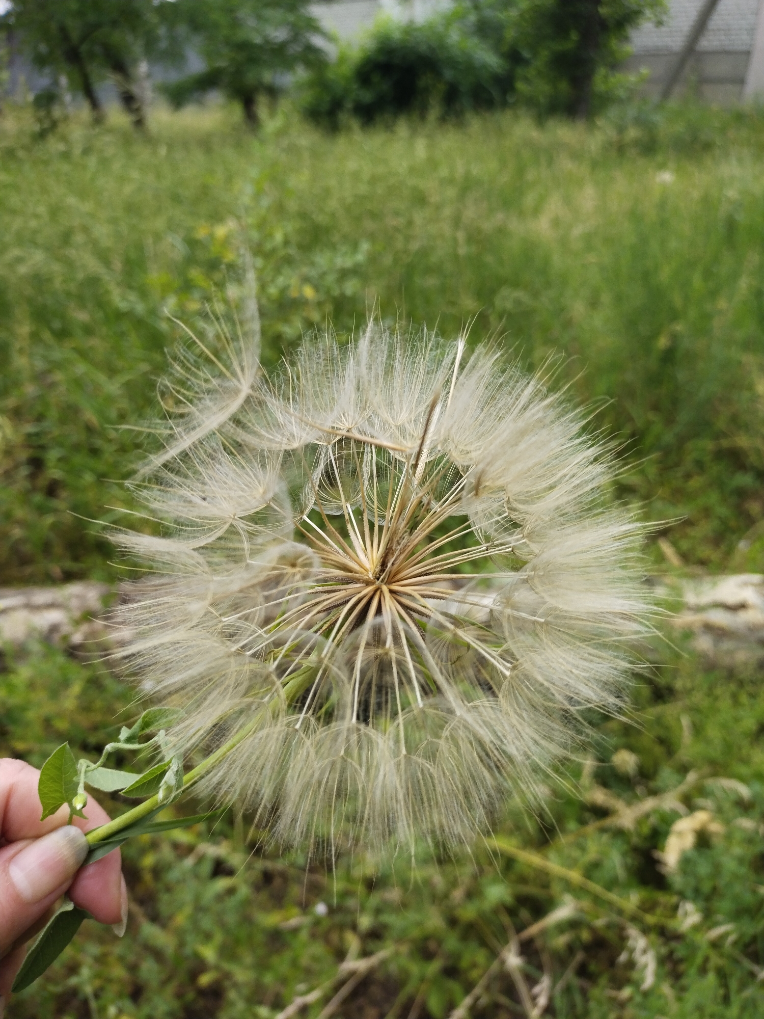 The image shows a close-up of a dandelion seed head in a field of green grass. A human hand is holding a small green plant near the dandelion. The background is blurred and shows trees and a building. The scene appears to be outdoors in a rural or semi-rural area. The specific location in Horishni Plavni, Ukraine, is not evident from the image itself but is provided as context.