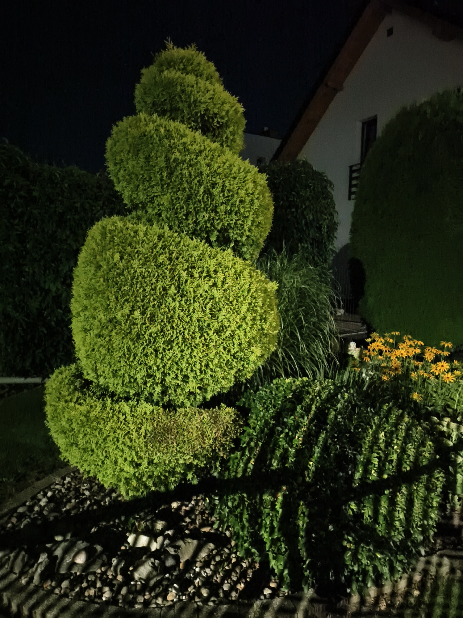The image shows a spirally pruned evergreen shrub illuminated by artificial light at night. The shrub is located in a garden area with other greenery, including tall grasses and smaller bushes. In the background, a white house with a wooden-trimmed roof is visible. Yellow flowers are also present in the garden. The overall scene suggests a residential outdoor setting. The image was taken in Tczew, Poland.