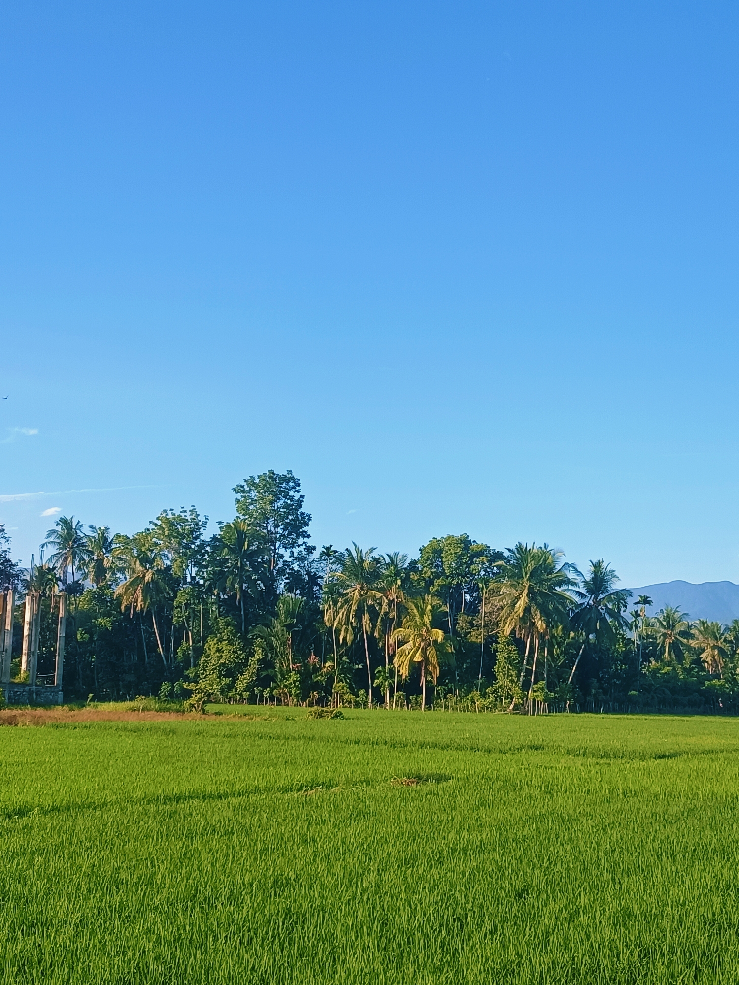 A wide-angle, low-angle vertical shot captures a vibrant green rice paddy field in the foreground under a clear, bright blue sky. A dense line of palm and other tropical trees forms a verdant barrier behind the field, with the silhouette of a mountain range visible in the distance on the right. On the far left of the image, partially obscured by the foliage, are the concrete pillars of what appears to be a structure under construction, likely on the outskirts of Kampung Jumpa, Indonesia. The scene is peaceful and bathed in natural sunlight, indicative of a rural landscape.