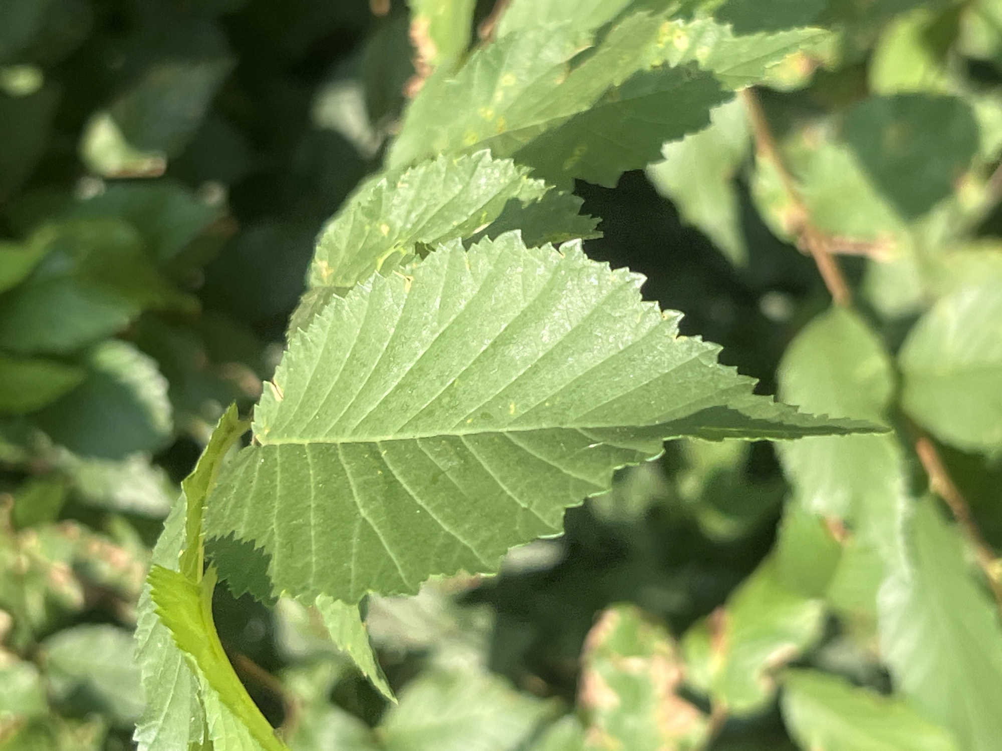 The image shows a close-up view of several green leaves from a tree, with a dark, blurred background of more foliage. One leaf in the foreground is sharply in focus, revealing its serrated edges and prominent parallel veins. The texture of the leaf surface is visible, with some slight imperfections or water droplets. The lighting suggests it is daytime, with sunlight filtering through the leaves. The scene is natural and appears to be outdoors. The location is identified as Bârnova, Romania.