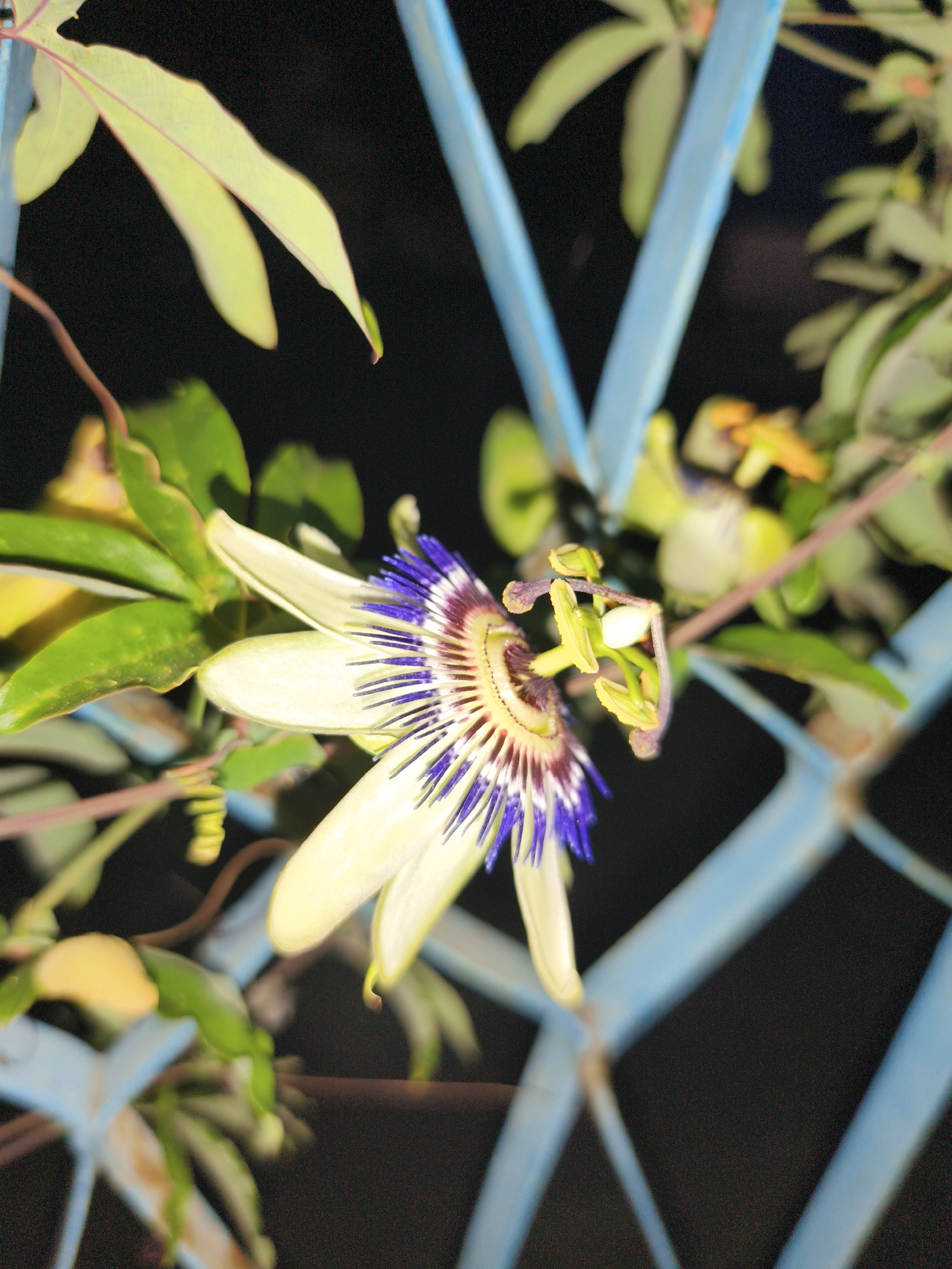 A close-up, vertical, low-angle, outdoor photograph captures a single passionflower in bloom, set against a dark, out-of-focus background and partially obscured by a light blue, lattice-like structure. The flower, the primary subject, is predominantly white with a striking central corona of vibrant purple filaments and a brown and yellow center. The petals are elongated and pale yellow-white. Green leaves, some appearing slightly yellowed, surround the flower, with a thin, brown vine winding through them. The blue structure, which appears to be a fence or trellis, has a distressed, possibly aged, texture. The lighting suggests it may be dusk or nighttime, with artificial light contributing to the overall illumination. The scene is located within the city of Marinka, Bulgaria.