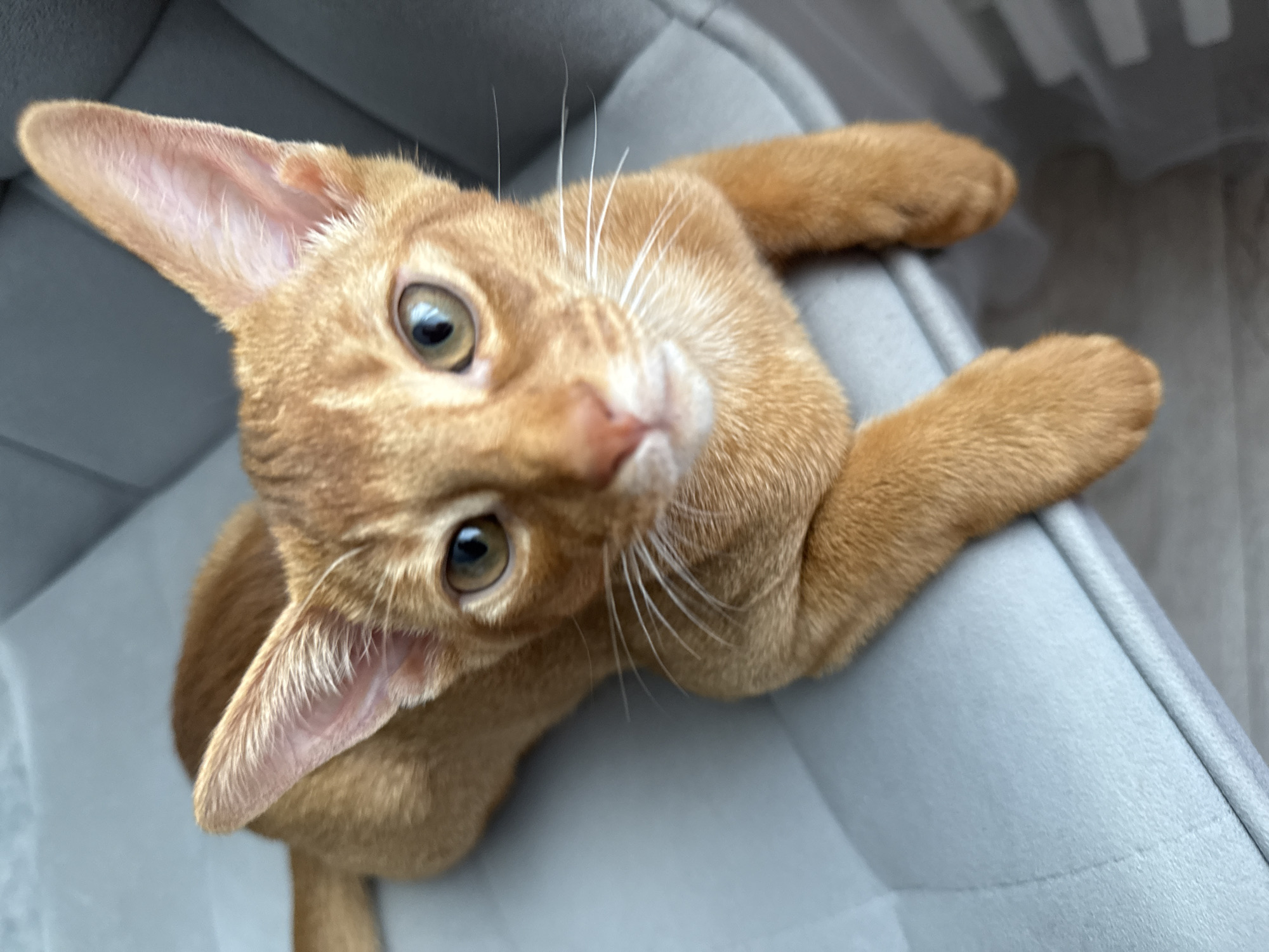 The image shows a close-up, high-angle shot of a ginger cat lying on a soft, gray bed. The cat is the central subject, with its head tilted upwards, looking directly at the camera. Its large, expressive green eyes are a prominent feature, as are its prominent ears, which are a light pinkish color on the inside with fine hairs. The cat's fur is a warm, ginger hue, with subtle tabby markings visible on its face. Its whiskers are long and white, fanning out from its nose. One of its front paws is resting on the edge of the bed, and another is stretched out beside it, revealing its soft, paw pads. The background is dominated by the gray, padded material of the cat bed, which appears to be soft and comfortable. The lighting suggests an indoor setting, possibly during the daytime, as there are no strong shadows indicating artificial light. The cat's gaze and slightly playful posture convey a sense of curiosity and engagement. There is no visible text in the image. The location context provided is Stary Oskol, Russia.