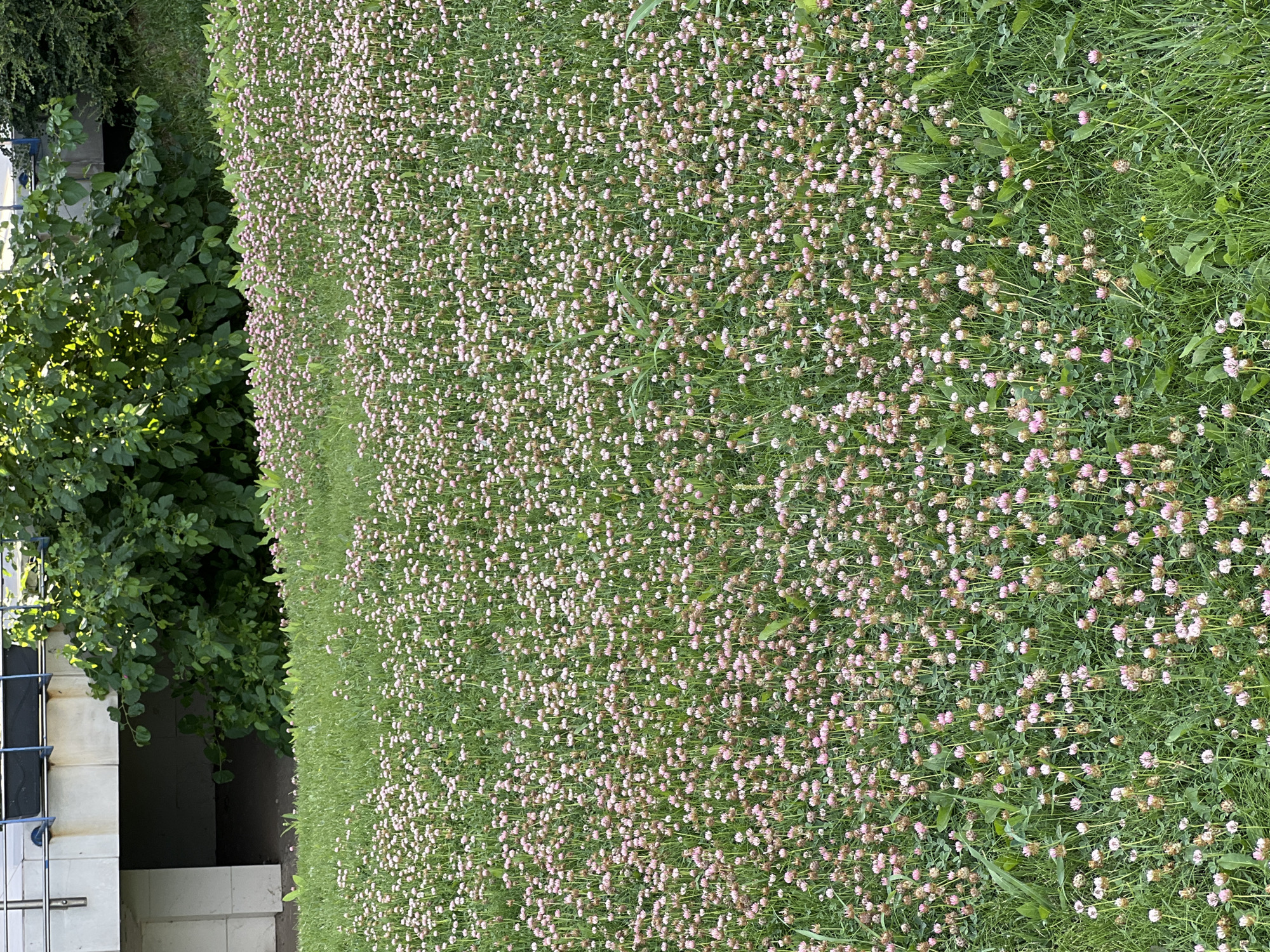The image shows a densely vegetated area with a large patch of pink clover flowers in the foreground, extending into the middle ground. The clover is interspersed with green grass. In the background, there is a large, leafy green bush or tree, and behind that, a concrete structure which appears to be part of a building or overpass. The lighting suggests it is daytime. The scene depicts a natural area adjacent to an urban built environment, possibly a park or a green space within the city of Constanța, Romania, given the prompt's context. No people, animals, or specific actions are visible in the image. The overall impression is of a natural, albeit somewhat unkempt, outdoor setting.