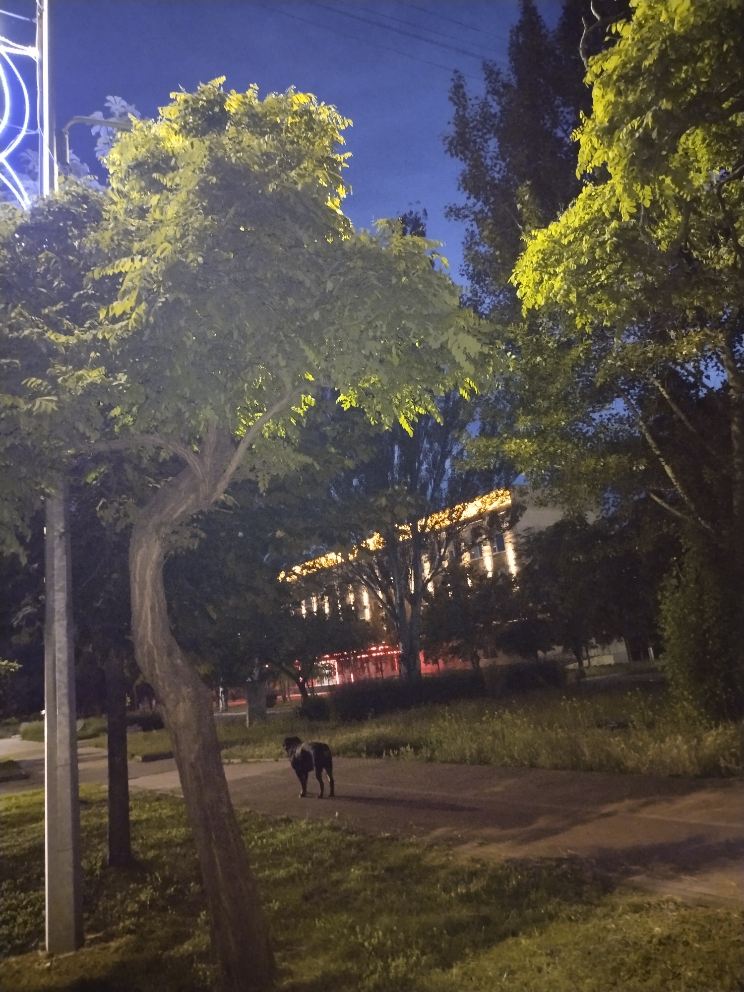 This forensic image captures a nighttime scene in Horishni Plavni, Ukraine. The sky is dark blue, indicating either late dusk or night, with no clouds visible. Artificial illumination is prominent throughout the environment.
In the foreground on the left, a light-colored vertical pole stands alongside a tree with a distinctly curved, light-brown trunk. The leaves of this tree, and others nearby, are brightly illuminated, appearing vibrant green, suggesting a strong light source positioned off-camera to the left. Partially visible at the top left is a segment of a decorative light structure, emitting a blue glow.
Moving towards the mid-ground, a paved pathway or road traverses the scene horizontally. On this path, slightly to the right of the central tree, a dark-furred, stocky dog is visible, standing and facing away from the viewer. The ground surrounding the path is covered in grass and some low vegetation.
In the background, a large building with multiple illuminated windows and ornate architectural details stands prominent. Its upper facade is particularly bright, suggesting powerful floodlighting. Behind and around this building are numerous other trees with darker foliage, some showing subtle illumination. To the far right in the background, faint red lights are discernible, possibly from traffic or distant structures. No human figures or active interactions are visible in the scene.
