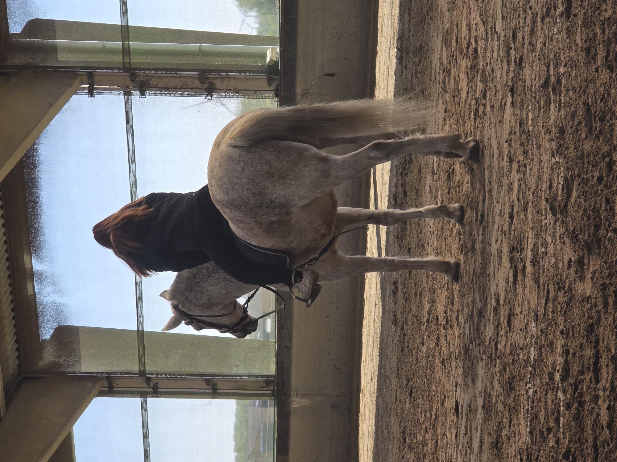 The image shows a horse and rider inside a brightly lit indoor riding arena. A person, with their back partially visible, is mounted on a light-colored horse. The rider has long, reddish-brown hair and is wearing a dark, possibly black, long-sleeved top or jacket. The horse appears to be a dapple grey or roan, visible from its hindquarters to its head, and is equipped with a dark saddle and bridle.
The setting is characterized by a sandy or dirt ground, indicative of a horse arena. Large windows line one side of the structure, allowing abundant natural light to stream in and creating strong shadows on the ground, suggesting direct sunlight. Through the windows, a clear, bright blue sky is visible, along with glimpses of distant outdoor scenery that could include fields or buildings. Structural elements, likely metal or concrete beams, frame the windows and roof of the arena. The overall impression is one of daytime, possibly late morning or afternoon, given the angle of the sunlight. No visible text is present in the image.