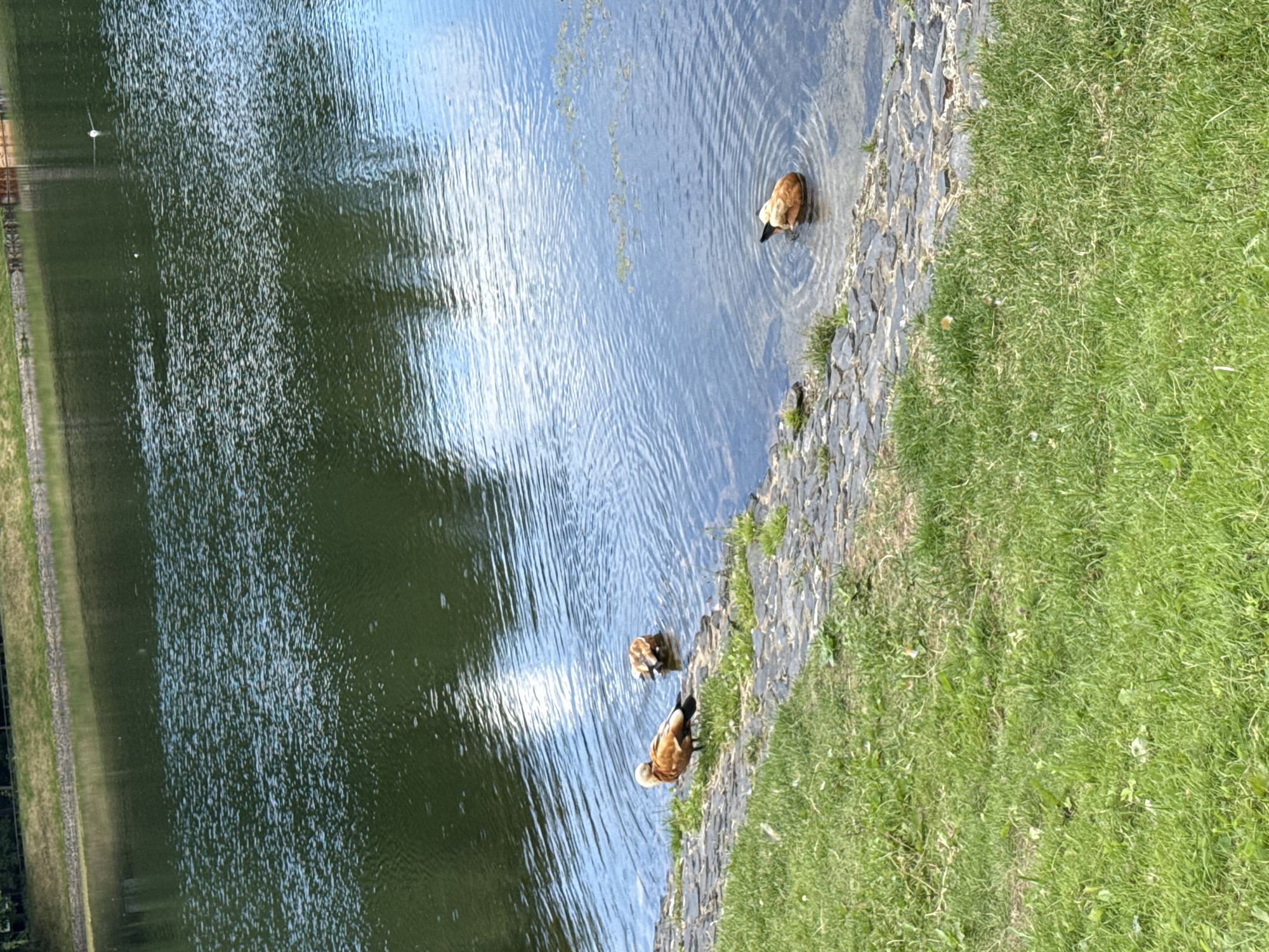 In Moscow, Russia, three Ruddy Shelducks are observed near the edge of a calm body of water. One duck stands on the stone embankment, facing left, while another is partially submerged in the water, its head down. A third duck is also in the water, with its rear end submerged and its head dipped low. The embankment is lined with cobblestones and bordered by green grass. The water reflects the sky and trees, creating ripples on its surface.