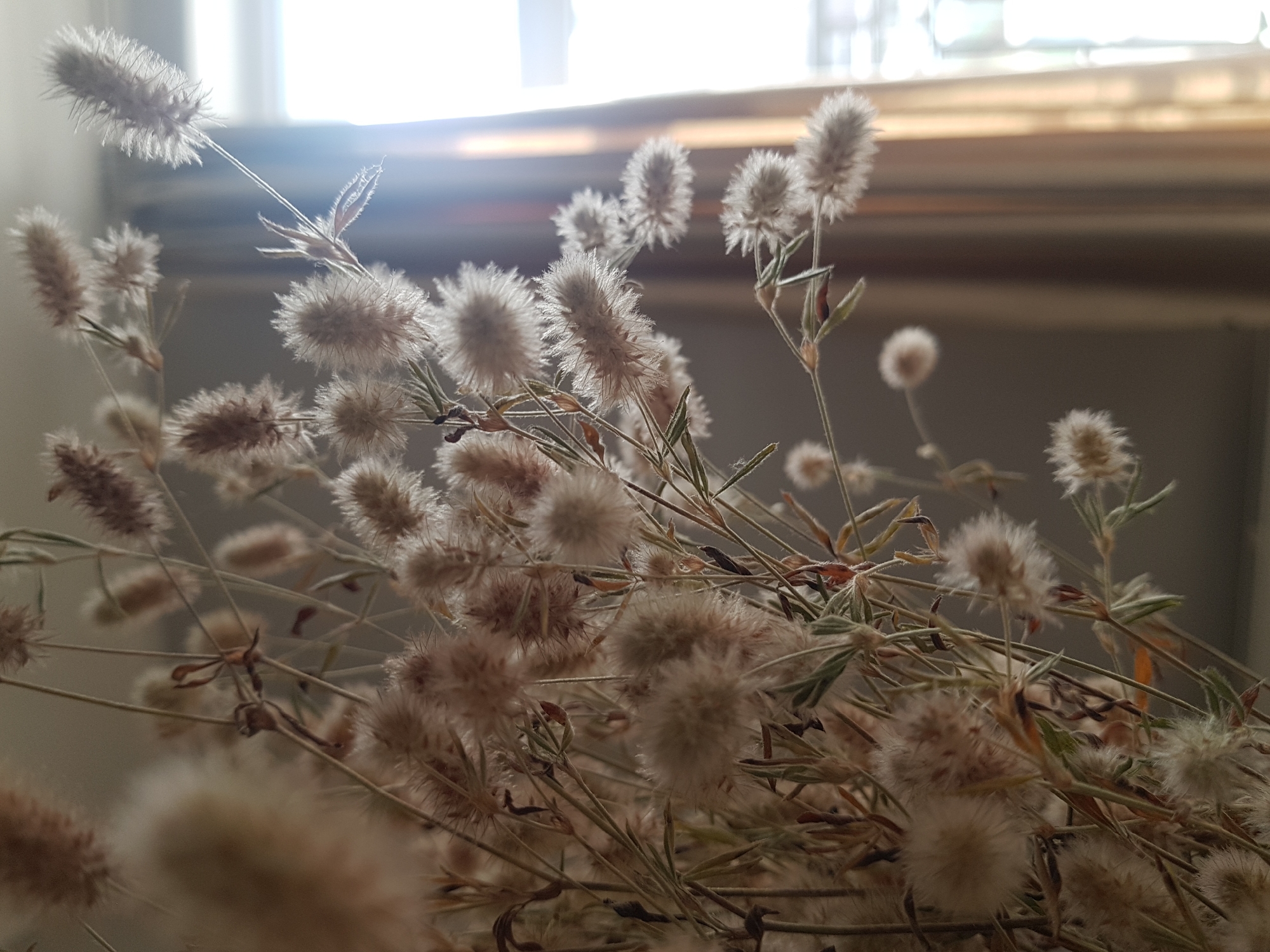 A close-up, indoor shot displays a bouquet of dried hare's-tail grass in front of a window. The window is horizontally divided, with a bright, blurred background visible through the upper portion and a darker, possibly tan-colored, lower section. The grass heads are fluffy and range in color from off-white to light brown. Some stems and seed pods are visible amongst the heads. The overall lighting creates a soft, diffused effect. There's no direct indication of the location being Saint Petersburg, Russia, in this image.