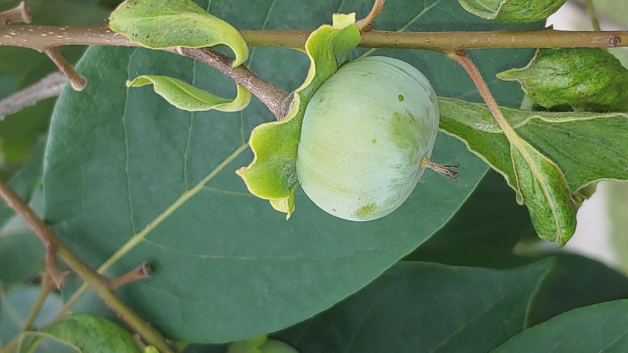 A close-up, eye-level, outdoor shot focuses on a single, unripe green persimmon hanging from a branch. The fruit is round and smooth with a slight dimple at the top where it attaches to a calyx of four pointed green leaves. The branch itself is slender and brown, with small, hairy protrusions. Several large, dark green leaves form a blurred background, with the edges of other, smaller green fruits visible in the lower right and upper left corners. The overall lighting suggests a bright, possibly overcast day. This image was captured in Mukachevo, Ukraine.