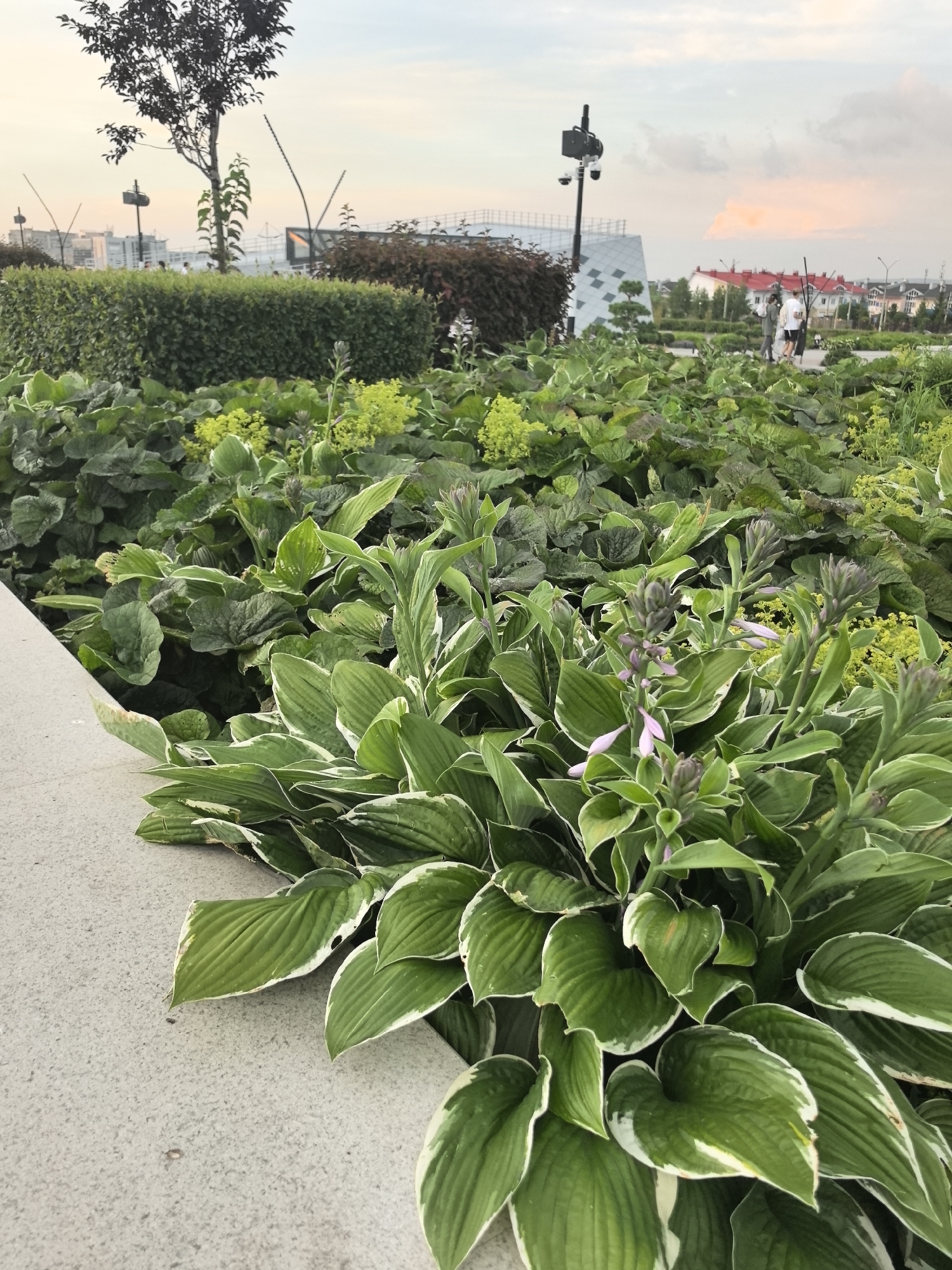 In Magnitogorsk, Russia, a detailed, forensic, matter-of-fact description of the scene reveals a verdant public space. In the foreground, lush hosta plants with variegated green and white leaves dominate, their large, ribbed foliage creating a dense carpet. Among them, delicate spikes of pale purple flowers are beginning to bloom, suggesting a late spring or summer season. The plants are bordered by a light gray concrete retaining wall or pathway, which slopes gently from the left side of the frame.
Behind the hostas, a neatly trimmed, dark green hedge forms a clear boundary. Beyond the hedge, a small, ornamental tree with dark foliage stands to the left, its branches reaching upwards. Further back, a modern, angular building with a white, geometric facade is visible. A tall pole with multiple security cameras is mounted near this building.
In the mid-ground, a group of three individuals are visible walking away from the camera. One person wears a white top and dark shorts, another a dark top, and the third is less distinct. They appear to be in a park-like setting with more greenery and scattered trees. The background shows residential buildings with red roofs and more trees, indicating an urban environment. The sky above is overcast with patches of soft pink and orange clouds, hinting at either sunrise or sunset. The overall impression is one of a well-maintained urban green space.