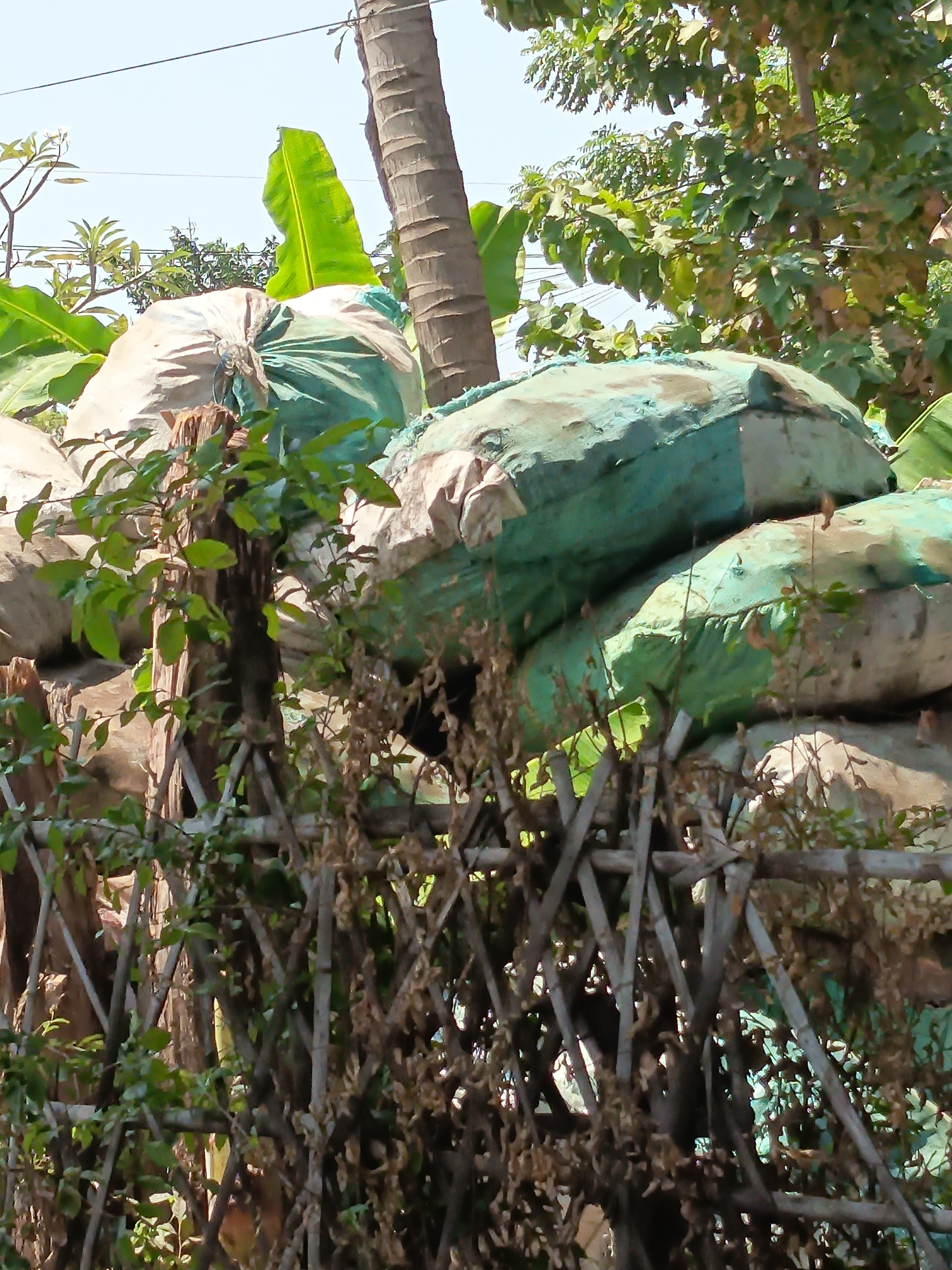 The image captures a close-up view of several large, burlap sacks, some appearing to be filled and tied shut. These sacks are stacked on what seems to be a vehicle or a raised platform, with greenery and a rustic wooden fence in the foreground. The sacks are predominantly a light beige and a muted green color, with some showing signs of wear and dirt. Behind the sacks, the trunk of a coconut palm tree is visible, along with large green banana leaves and other foliage, suggesting an outdoor, possibly tropical, environment. The scene appears to be an everyday occurrence, perhaps related to agricultural produce or waste collection, in a location like Kandangjati Wetan, Indonesia, which is known for its agricultural activities. The lighting suggests it is daytime, with bright sunlight illuminating the scene.