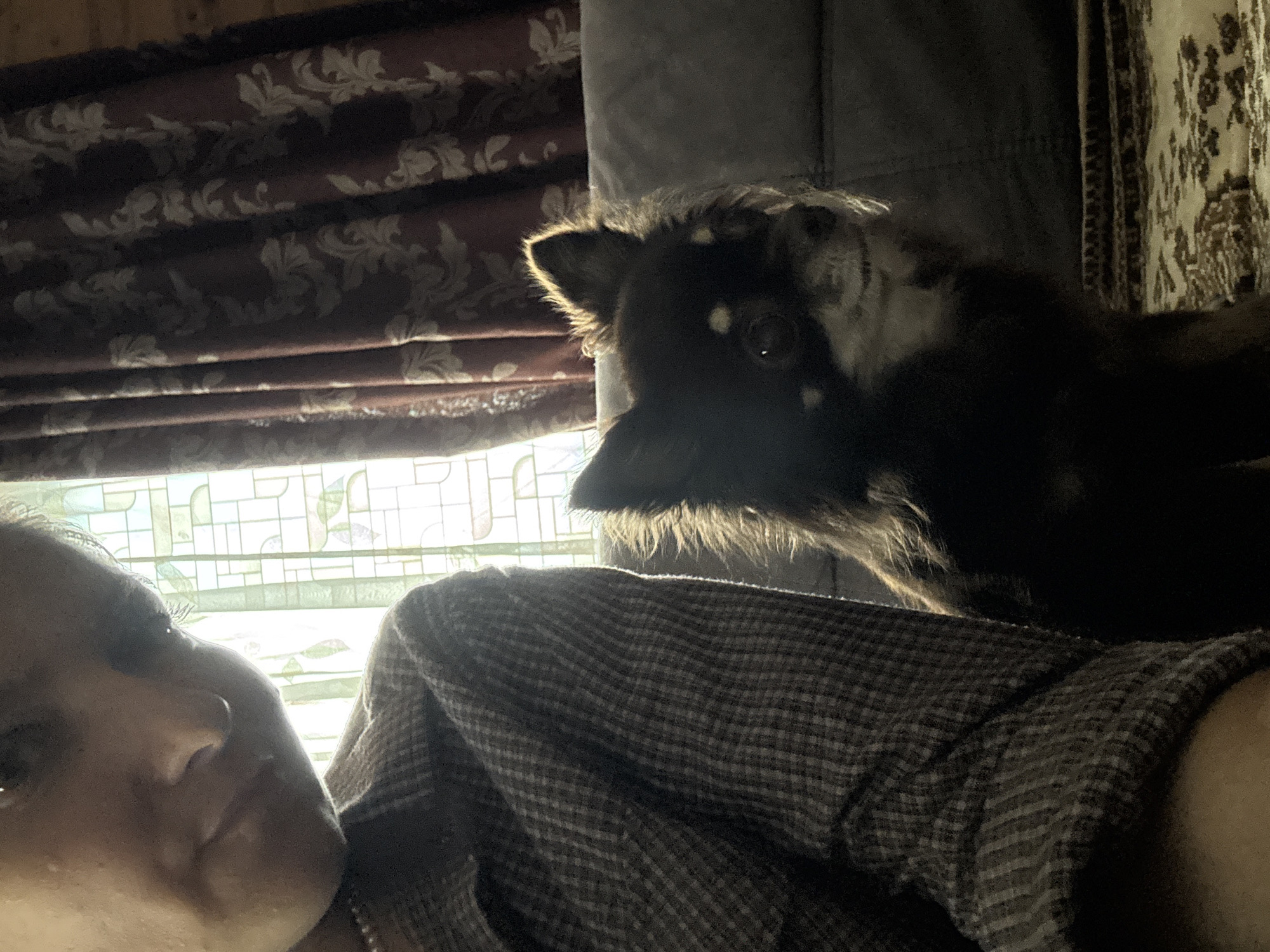 This media file shows a close-up of a person and a dog, likely in a domestic setting in Старое Михайловское, Russia. The person's face is visible in the lower left corner, partially obscured by sunlight filtering through a window with a patterned design. The person appears to be looking towards the camera.
A dark-colored dog with white markings is in the upper right portion of the frame, peeking over the person's shoulder. The dog's fur is illuminated by light, highlighting its ears and the fur around its face. The dog's eyes are dark and seem to be looking forward or slightly past the camera.
The background includes elements of a room: a curtain or blind with a damask pattern in the upper left, and a piece of patterned fabric, possibly a curtain or tapestry, on the right. The window behind the subjects has a grid of rectangular panes, some of which appear to be stained glass or have colored designs.
The lighting suggests it might be daytime, with strong sunlight coming from the window. The overall mood appears intimate and relaxed, with the person and dog sharing a moment. There is no visible text in the image.