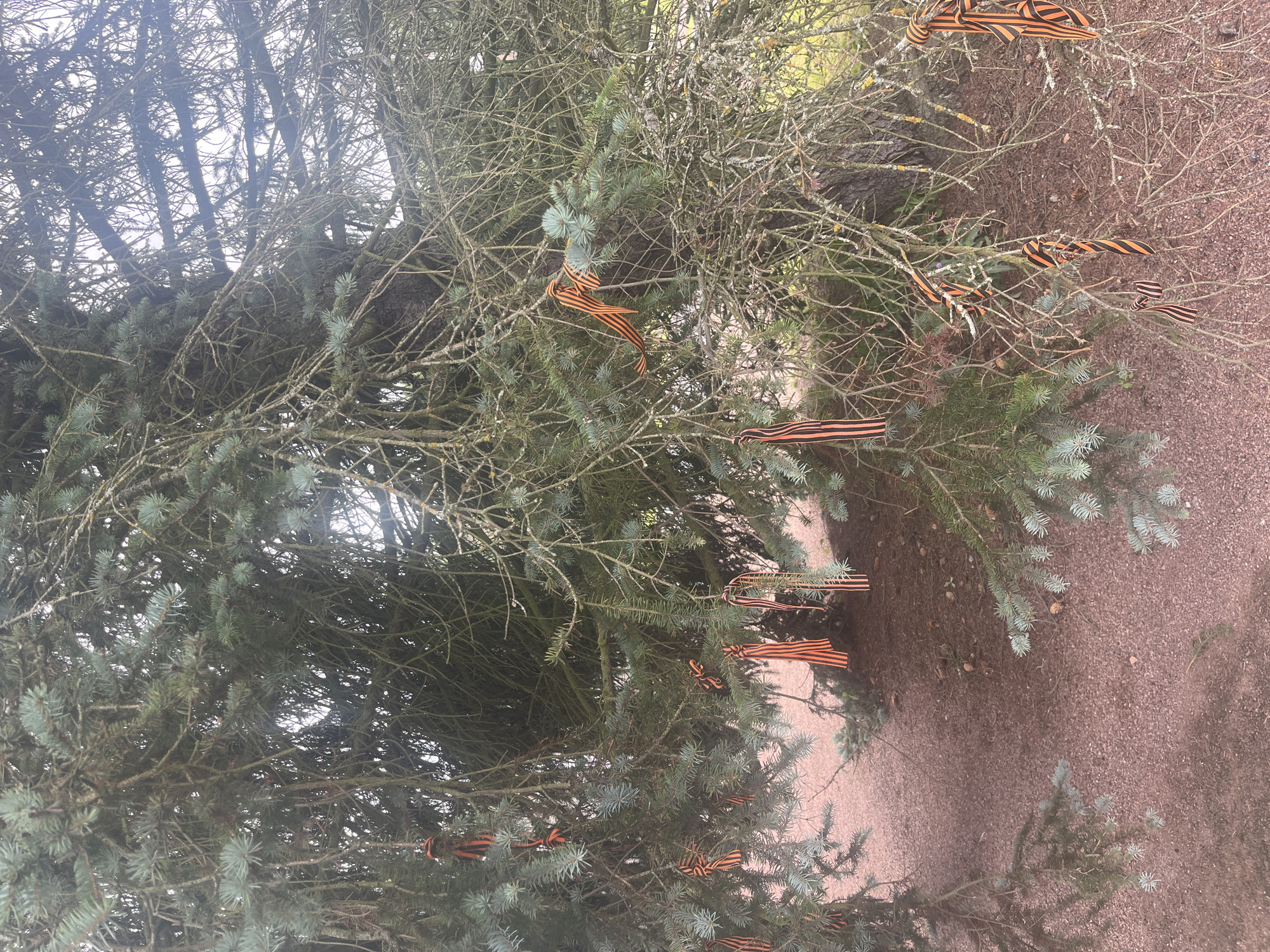 In Peterhof, Russia, a close-up shot captures an evergreen tree adorned with numerous orange and black striped ribbons tied to its branches. The ribbons, a symbol of Victory Day in Russia, are a prominent feature against the backdrop of the tree's foliage and the overcast sky. The ground beneath the tree is covered in a fine, reddish-brown gravel. The image appears to have been taken outdoors, likely in a park or public space.