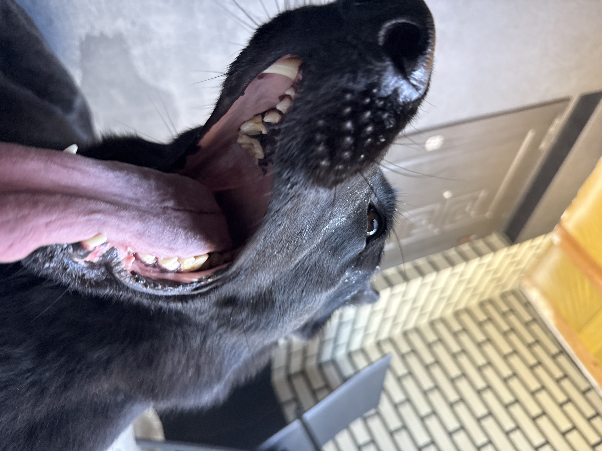 A close-up, low-angle shot captures a black dog's face as it opens its mouth wide, revealing its tongue and teeth. The dog's snout is dark and wet, with fine hairs visible around its nose. Its eye is visible towards the upper right of the frame, looking upwards. The dog's pink tongue is large and extends out of its mouth, with saliva visible. Its teeth are yellowish and appear to be of varying sizes. The background consists of a pale brick wall and a yellow ceiling. A dark chair is visible in the far right of the background. The overall impression is that the dog is panting or yawning.