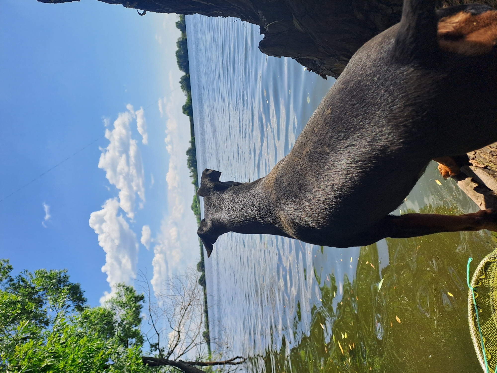 A medium-sized, short-haired, dark-colored dog with tan markings on its legs and face is positioned on a wooden surface near the edge of a body of water. The dog is facing away from the camera, looking out at the water. The water is calm, with ripples reflecting the blue sky and scattered white clouds. On the left side of the image, a tree with green leaves overhangs the water, and a partially submerged branch is visible. On the right side of the image, a dark, rough-textured tree trunk or rock face is present. A green fishing net with a yellow rim is visible in the lower left corner of the image, partially submerged in the water. The background shows a distant tree line under a clear blue sky with fluffy white clouds. The scene is set outdoors, near a body of water, likely in a natural or semi-natural environment. The location is specified as Dedinovo, Russia.