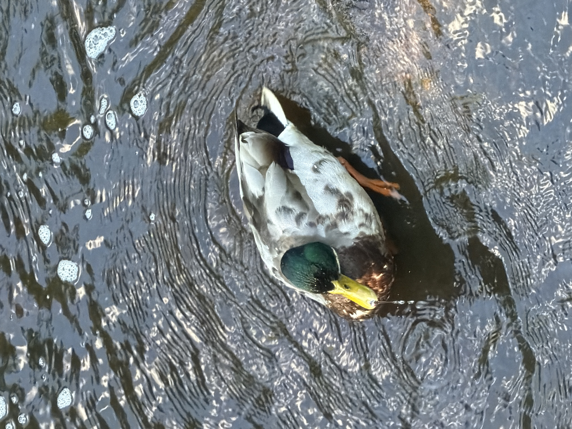 A mallard duck with a green head and yellow beak is swimming in dark, rippling water. The duck is positioned in the lower right quadrant of the frame, with its body mostly submerged. The water surface is disturbed, creating a pattern of light and shadow. Several small bubbles are visible on the water's surface, particularly in the upper left portion of the image. The background is filled with the textured water, with some areas appearing darker than others due to the ripples and reflected light. The lighting suggests it is daytime.