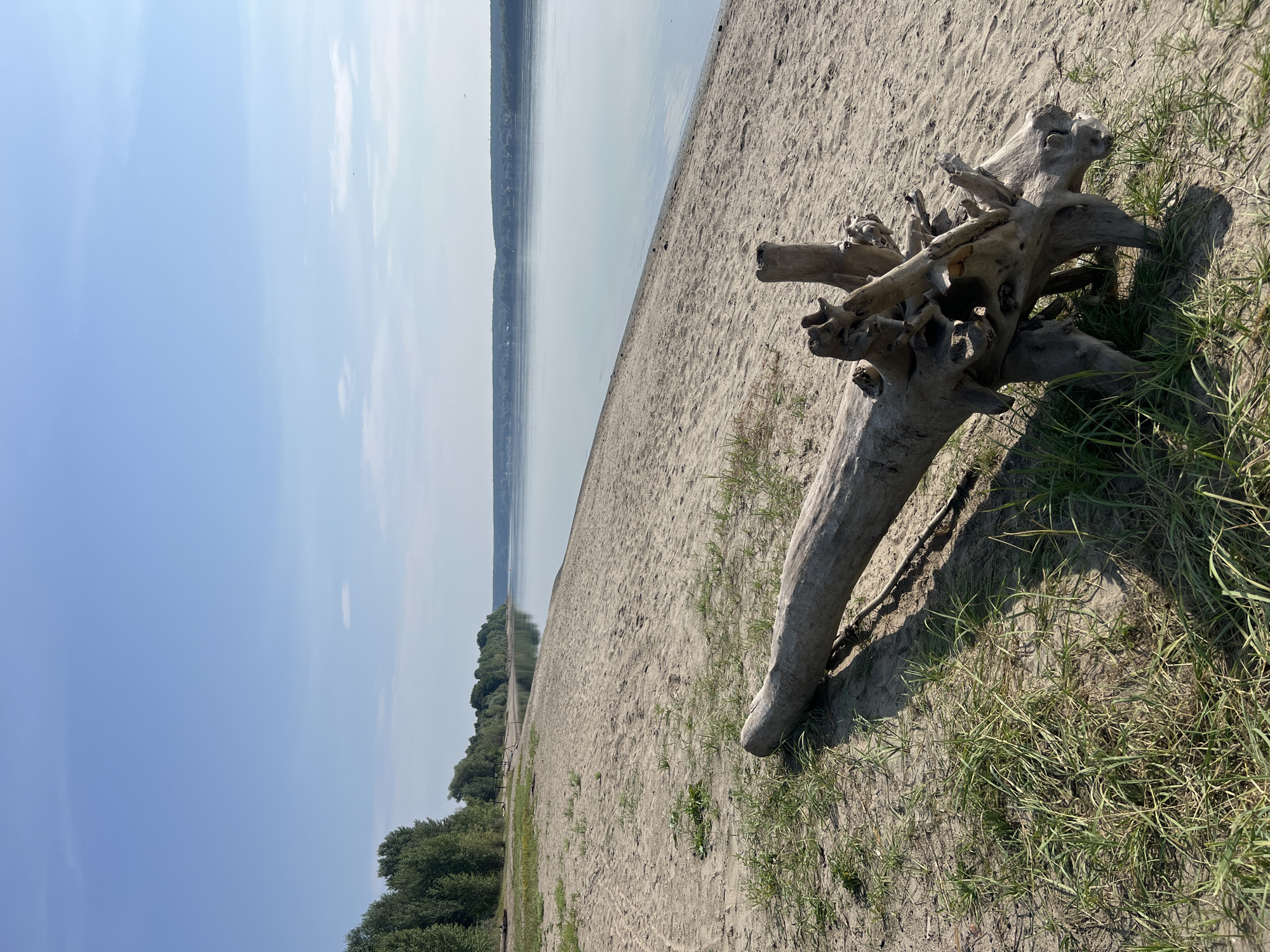 This is an eye-level, full shot of a sandy beach along a calm river on a sunny day. In the foreground, a large, weathered log with exposed roots lies on the sand and grass. The beach extends into the background, where a dense line of green trees borders the far bank of the river. The river itself is wide and still, reflecting the clear blue sky with a few wispy clouds. The scene is devoid of people, and no specific activities are depicted. The location is the city of Mochishche, Russia.