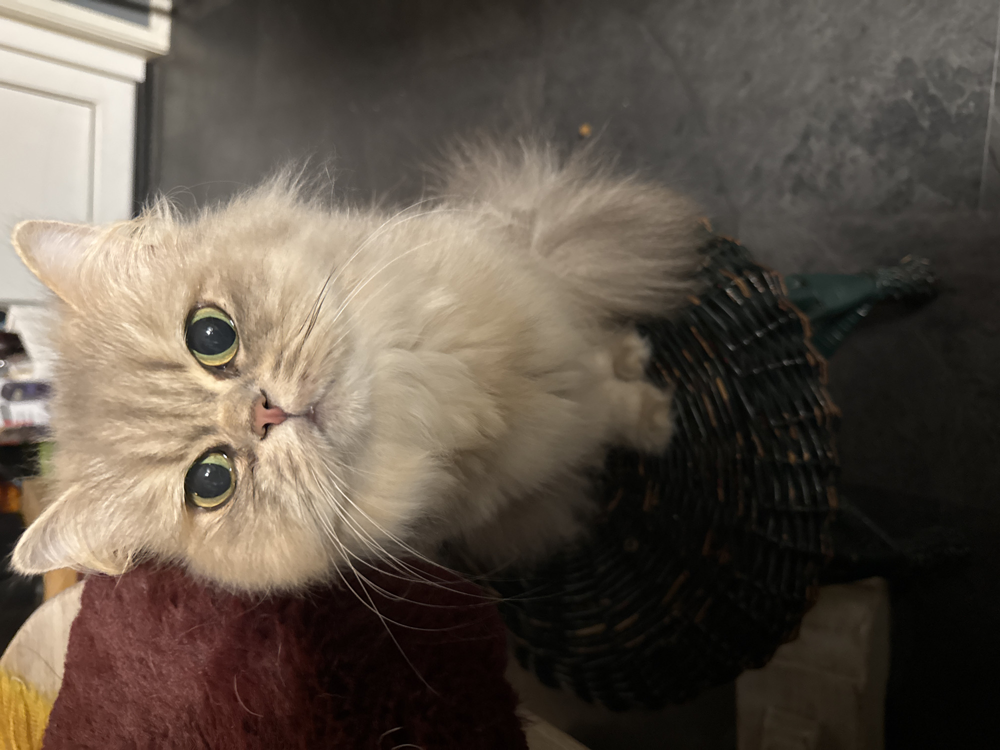 This full-shot image captures a light-colored, long-haired cat, likely a Persian or similar breed, seated centrally on a dark woven stool. The cat faces directly forward, establishing eye contact with the viewer. Its fur is a blend of cream and light beige, with subtle tabby markings visible on the forehead and ears. The eyes are large, round, and a distinct yellowish-green with prominently dilated black pupils. A small pink nose and numerous long, white whiskers, fanned outwards, are clearly delineated. A portion of the cat's fluffy tail is visible on its right side. The stool beneath the cat is dark, appearing to be made of woven material, possibly wicker, with a visible greenish support structure at its base on the lower right. To the immediate left of the cat, a section of a dark red, plush upholstered object is present, partially obscuring a smaller, light yellow item behind it. The background consists of a dark, matte floor surface extending across the lower right and indistinct white architectural features, possibly door frames or cabinetry, in the upper right. The scene is illuminated by indoor lighting. The location is in the city of Unknown, Unknown.