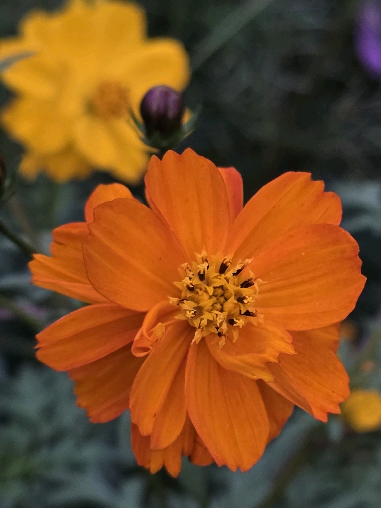 An extreme close-up shot of an orange cosmos flower is featured. The flower is in sharp focus, with its vibrant orange petals, some serrated at the edges, fanning out from a central yellow disk dotted with dark stamens. To the left and slightly behind, a blurry yellow flower is visible, with a dark purple bud situated between the two. The background is a dark, out-of-focus green, creating a shallow depth of field that emphasizes the foreground flower. There are no people or identifiable man-made objects in the image, and no specific location in the city of Речицы, Russia, can be determined from the visual information. The image captures a natural scene focusing on the delicate beauty of the cosmos flower.