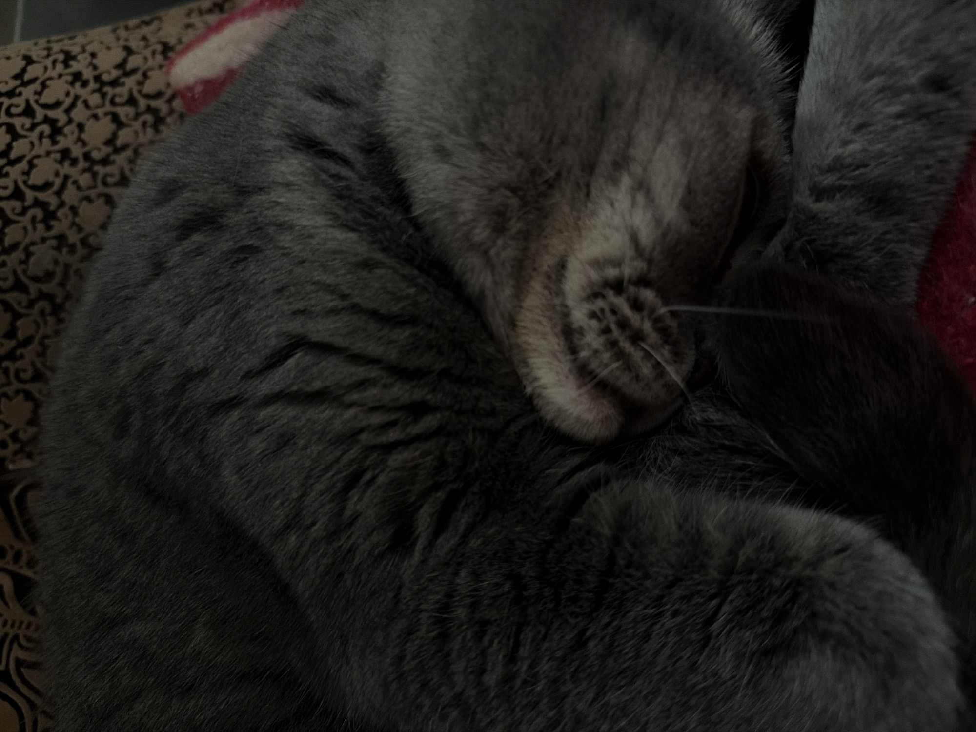 The media file displays a close-up, horizontal shot of a domestic cat sleeping in a curled position. The cat's fur is a solid grey color, appearing dense and short. Its head is tucked inward, with only the top of its head, one ear, and prominent white whiskers visible near the center of the frame. One of its paws is also visible, resting close to its face. The cat appears deeply relaxed and comfortable.
The setting is indoors, likely a cozy home environment in Perm, Russia. The cat is resting on two different textiles: on the left, a patterned fabric with an intricate, dark design on a lighter, possibly brown or beige, background is visible. On the right and towards the top, a section of a solid red fabric is partially seen. The lighting is dim, creating soft shadows and highlighting the texture of the fur and fabrics. The overall atmosphere is tranquil and peaceful, suggesting it might be evening or nighttime. There is no visible text in the image.