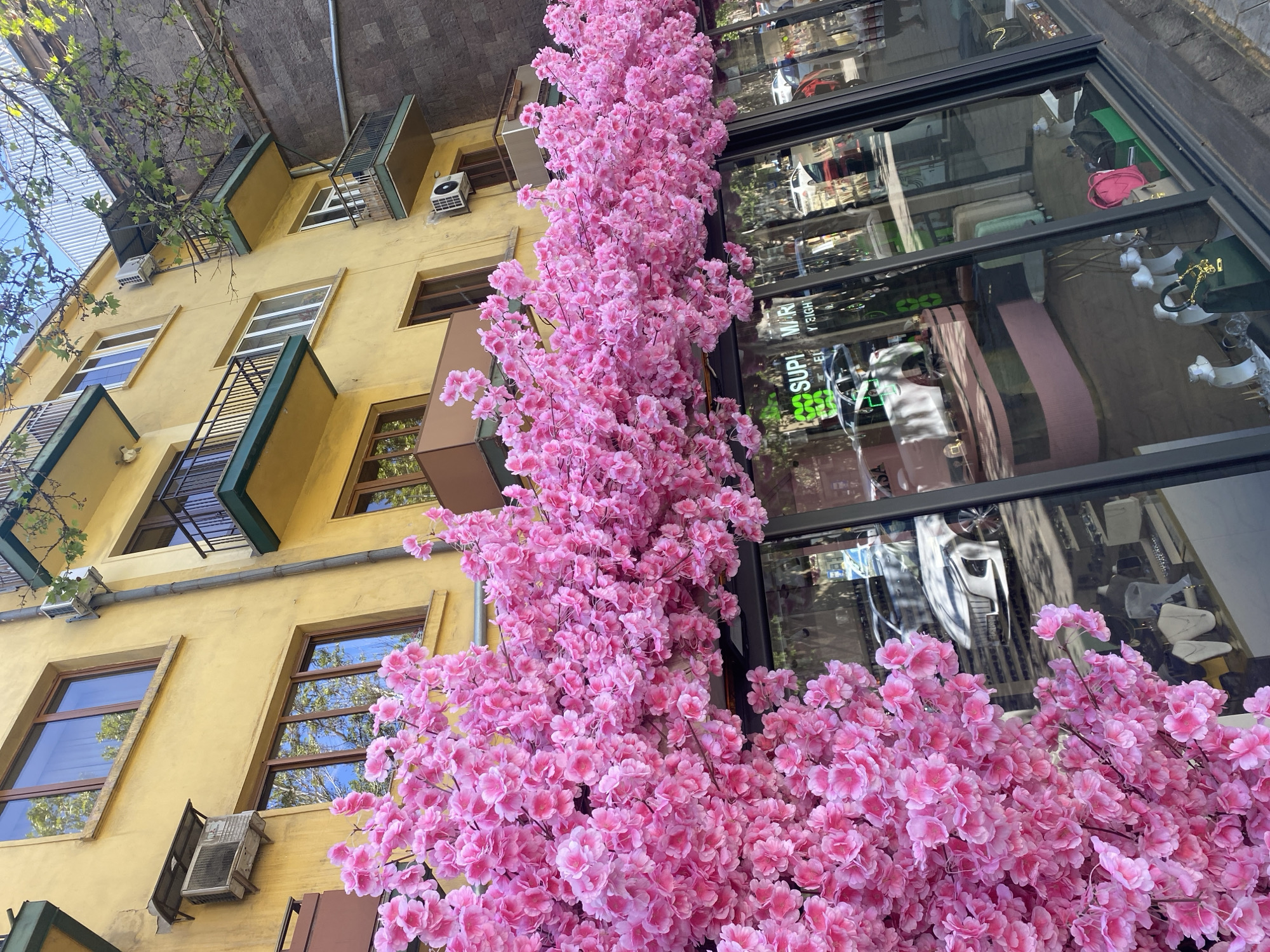The image shows the exterior of a building in Yerevan, Armenia. The building has a yellow facade with windows, some of which have balconies. Air conditioning units are visible on the exterior walls. A large, vibrant pink flowering plant climbs the side of the building, covering a portion of the windows and extending across the glass storefront of a business. Reflections in the glass suggest the presence of a retail establishment, possibly a store selling accessories, given the visible bags and displays. The overall composition of the image is taken from a low angle, tilting upwards towards the building and emphasizing the scale of the floral display.