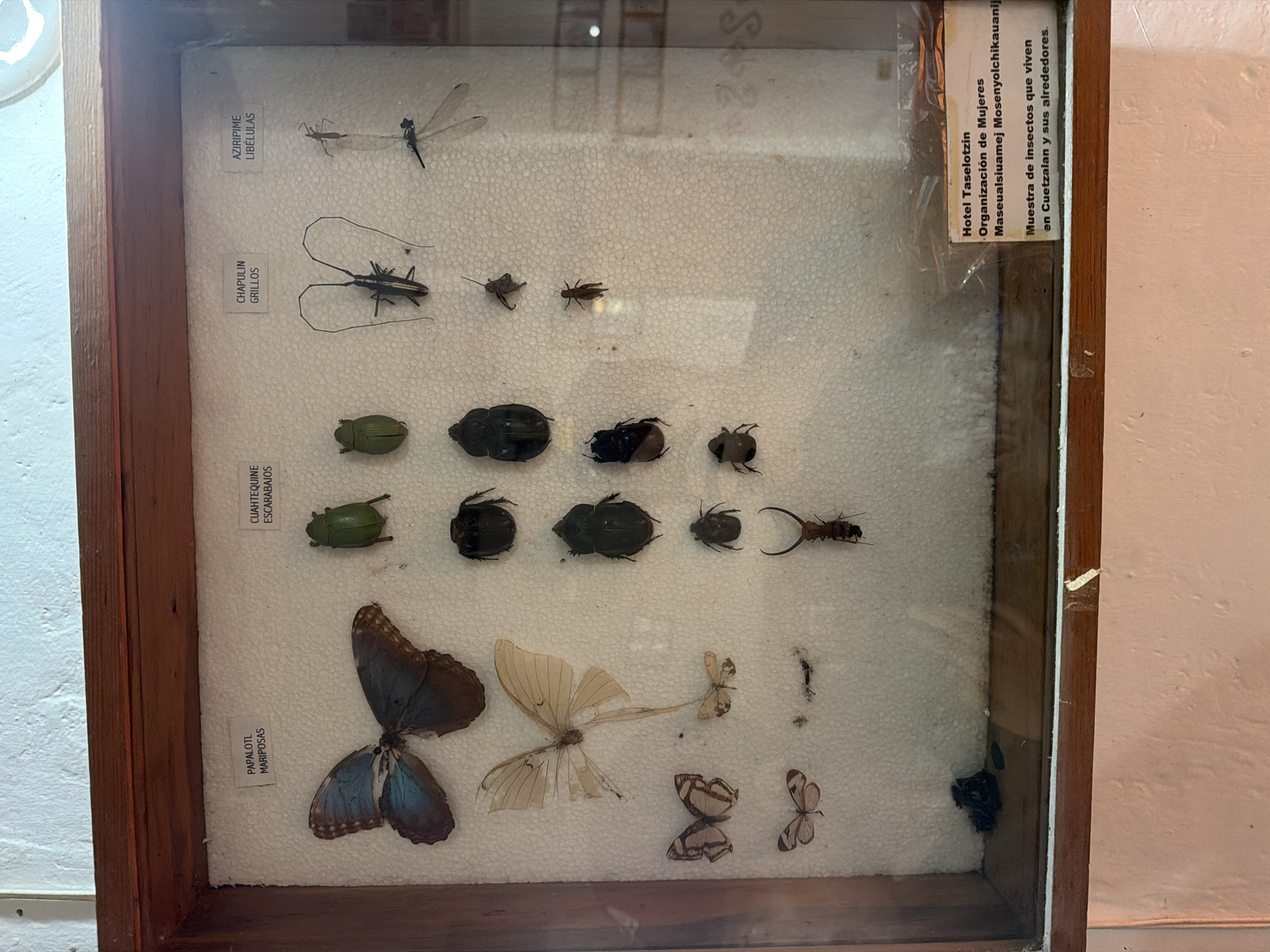 This is a photograph of a wooden-framed display case containing pinned insect specimens, potentially located in Cuetzalan, Mexico. The insects are arranged on a white, styrofoam-like background. The insects are grouped and labeled with names such as "AZIRIPIME LIBÉLULAS" (dragonflies), "CHAPULIN GRILLOS" (grasshoppers), "CUAHTEQUINE ESCARABAJOS" (beetles), and "PAPALOTL MARIPOSAS" (butterflies). The specimens include various types of dragonflies, grasshoppers, beetles, and butterflies. A label on the upper right corner of the case identifies the display as belonging to Hotel Taselotzin, an organization of women named Maseualsiuamej Mosenyolchikauanij. The label further states that the display showcases insects living in Cuetzalan and its surroundings.
