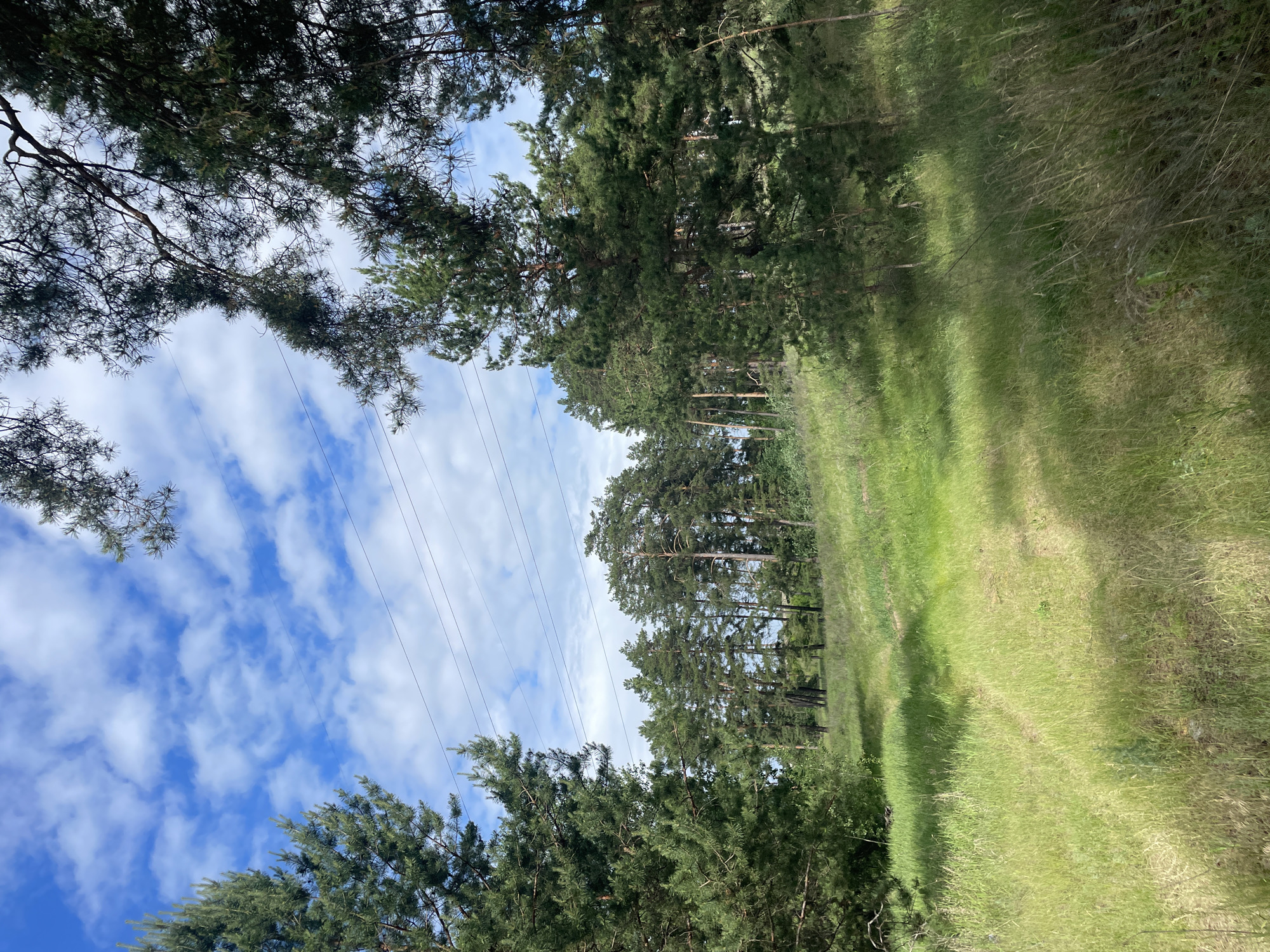 The image presents a natural landscape, depicted as being in Vasilevka, Russia, featuring a dense pine forest bordering an expansive grassy field under a partly cloudy sky. The upper third of the frame shows a clear blue sky interspersed with scattered white cumulus clouds. Several thin, dark power lines span horizontally across the mid-upper portion of the image.
On the left, a large pine tree with thick green needles and visible branches extends from the bottom to the top of the frame. On the right, a cluster of pine trees forms a natural barrier, with their canopy and some trunks visible. In the midground, a distinct treeline of numerous tall, slender pine trees stretches across the width of the image, marking the edge of a forest. The trees display varying shades of green, with some appearing darker, possibly due to shadows.
The foreground is dominated by a sunlit, grassy field, characterized by tall, untamed green and light brown blades. A subtle, unpaved path or track is visible, winding gently through the grass from the bottom of the frame towards the midground treeline. Patches of sunlight and shadow are visible across the field and on the trees. No people, animals, or explicit actions are present within the scene.