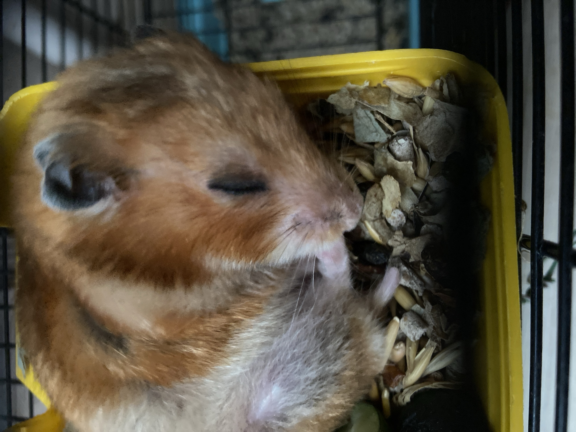 A close-up shot shows a hamster with orange and white fur sleeping on its side in a yellow plastic container filled with food. The hamster is curled up, with its eyes closed and its paws near its face. The food consists of a mixture of seeds, grains, and dried plant matter. The background is blurred, but appears to be a hamster cage with black bars. The image is well-lit and the focus is sharp on the hamster.