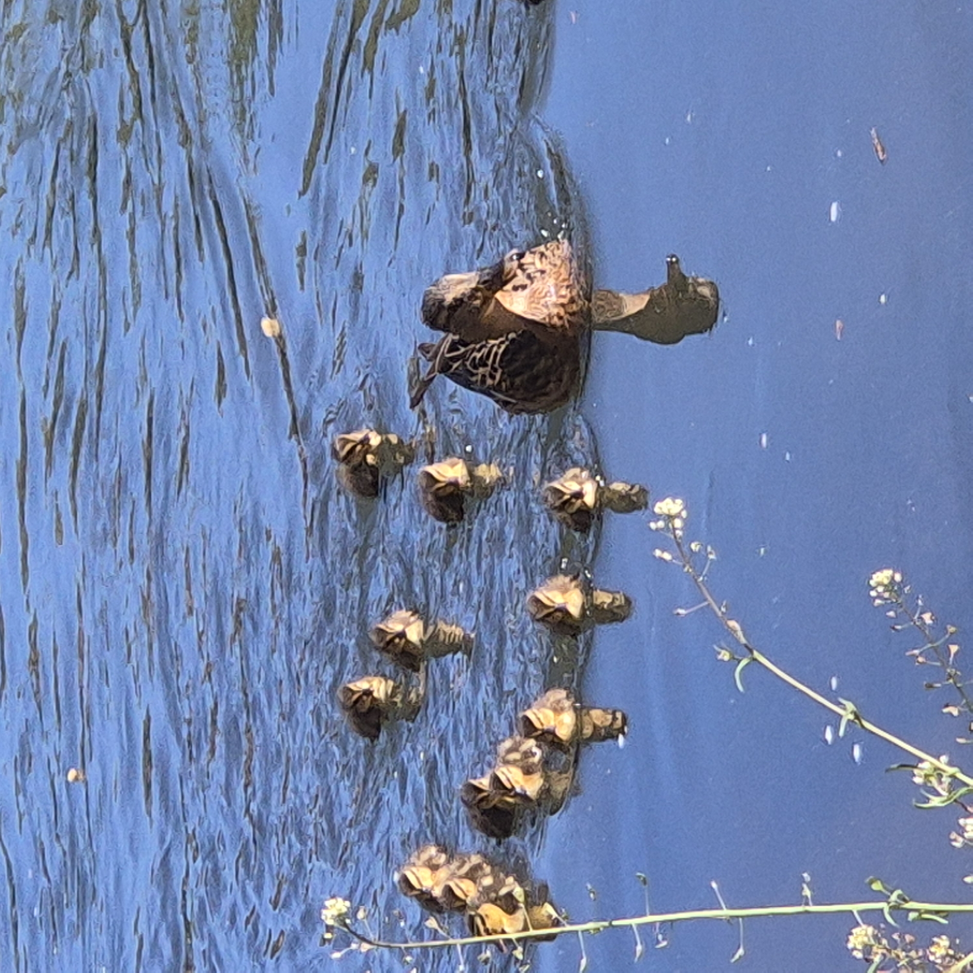 A duck and her ducklings are swimming in a canal in Strasbourg, France. The duck is facing towards the right and the ducklings are following behind her. There is vegetation along the right side of the canal. The water is blue and has some ripples.
