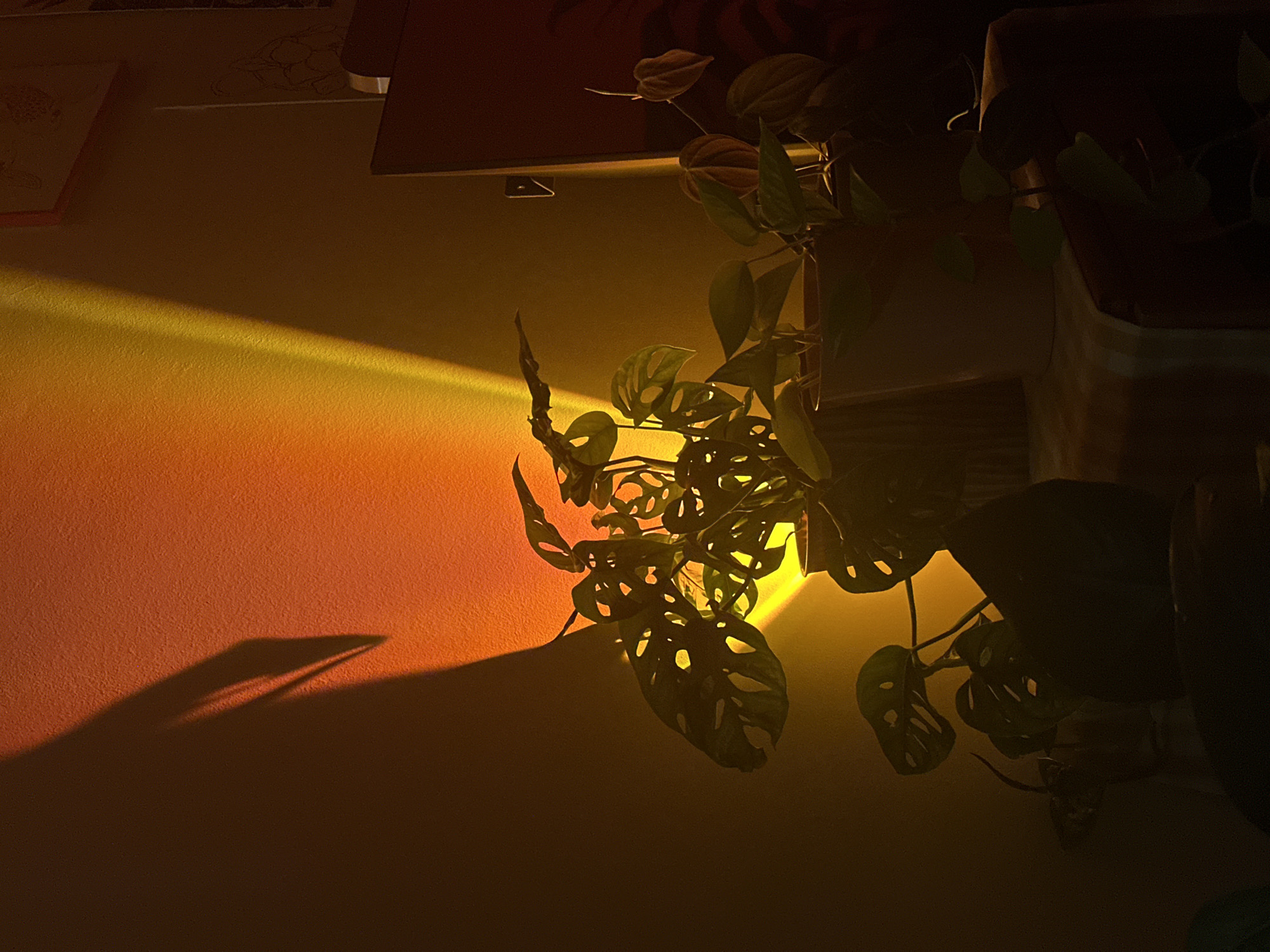 The photograph depicts a room interior, bathed in warm, predominantly yellow and orange light. A Monstera adansonii plant with perforated leaves is prominently featured, casting shadows on the adjacent wall. The light source is positioned to the right, creating a beam of light across the upper left portion of the wall. Other objects in the scene include an unseen table, as the light is shining off it, and a piece of art on the left. There is no indication of location being in Novi Sad, Serbia.